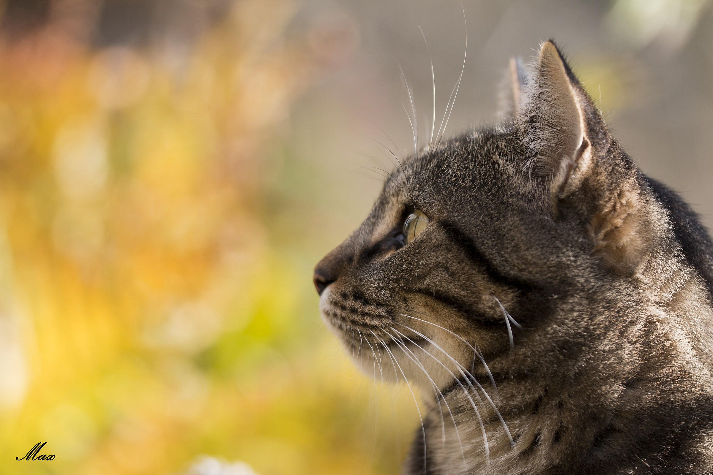 Look at the autumn colors