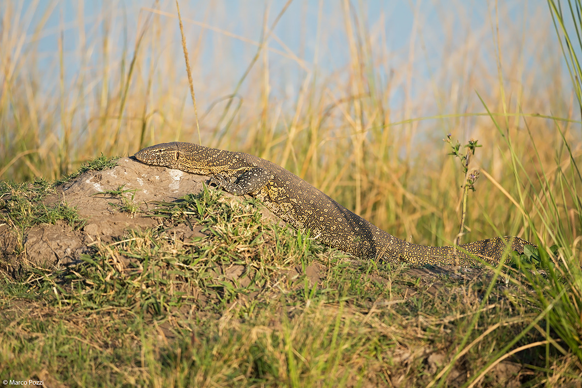 Nile Monitor