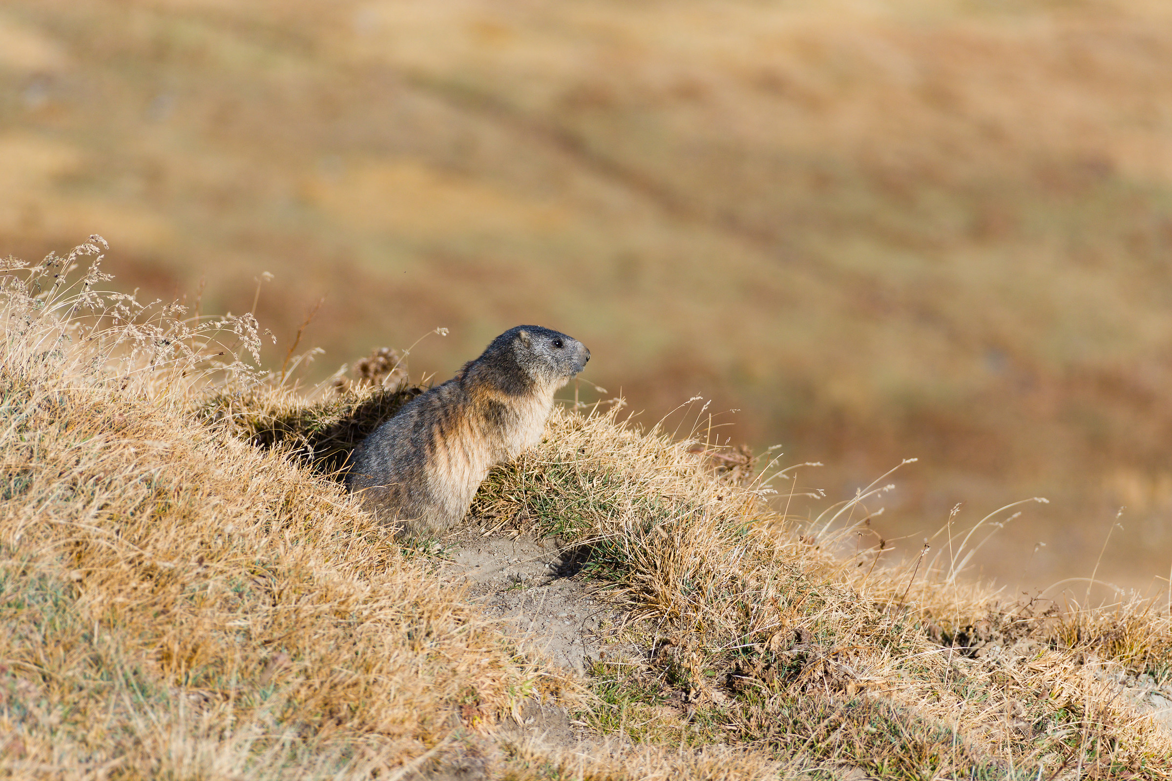 Marmot