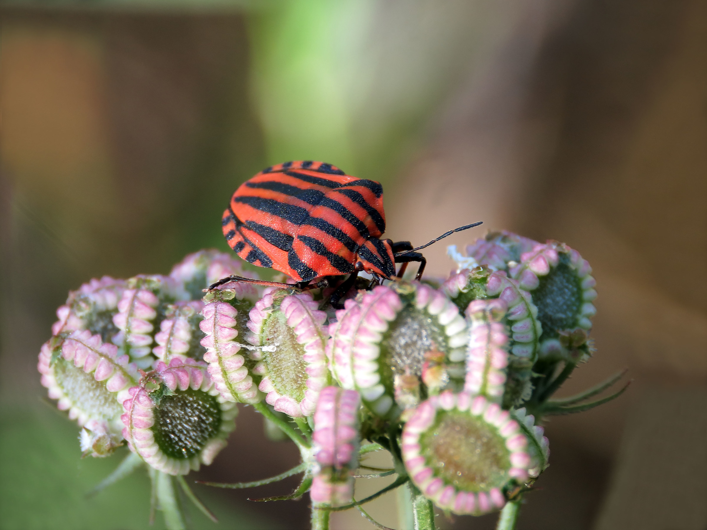 Graphosoma italicum