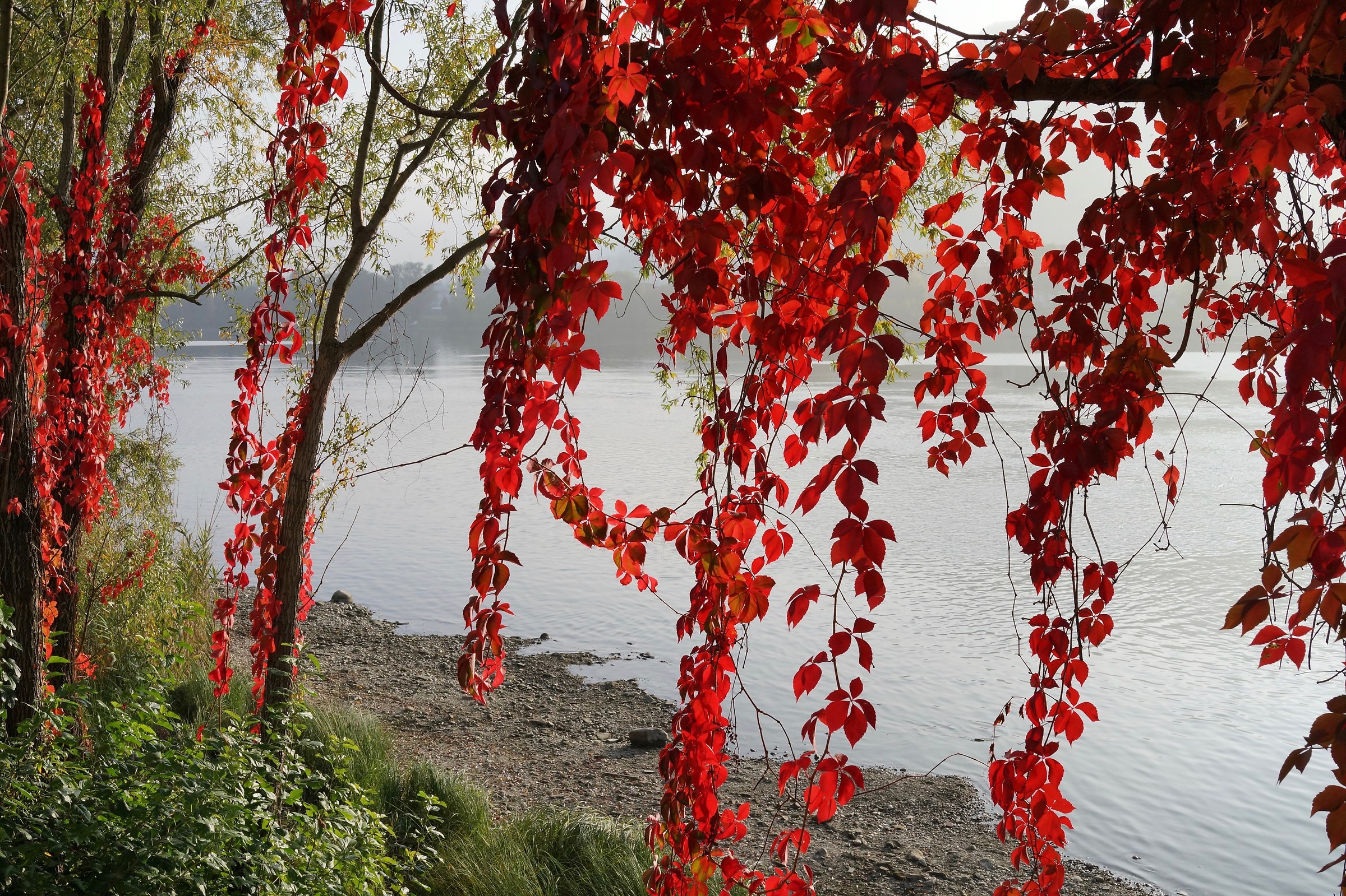 Lago di Olginate in autunno, vite americana