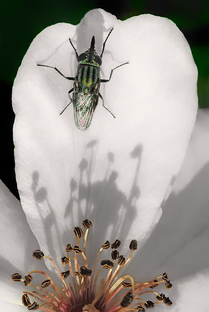 The friend of the rose