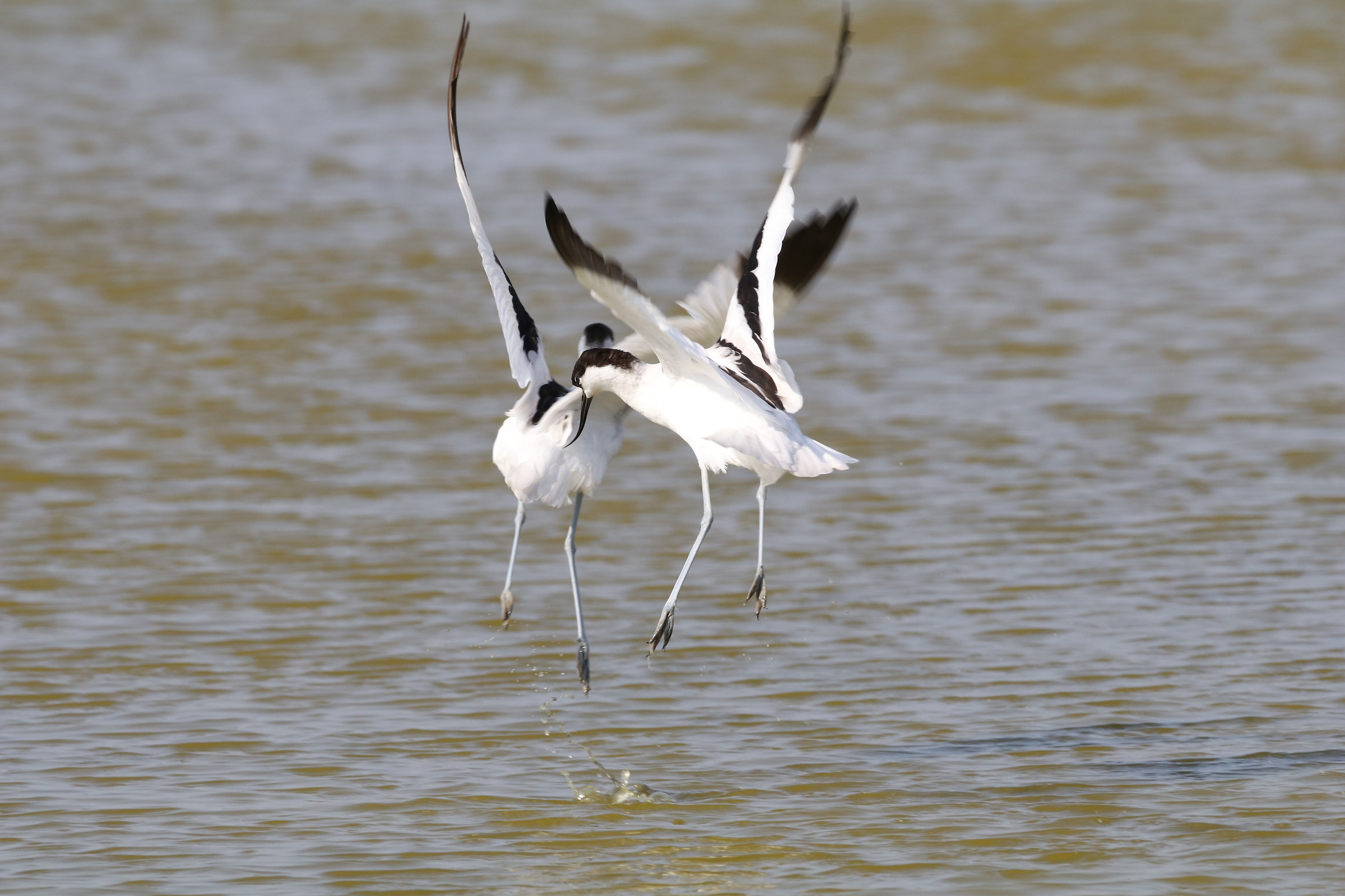 Pied Avocet