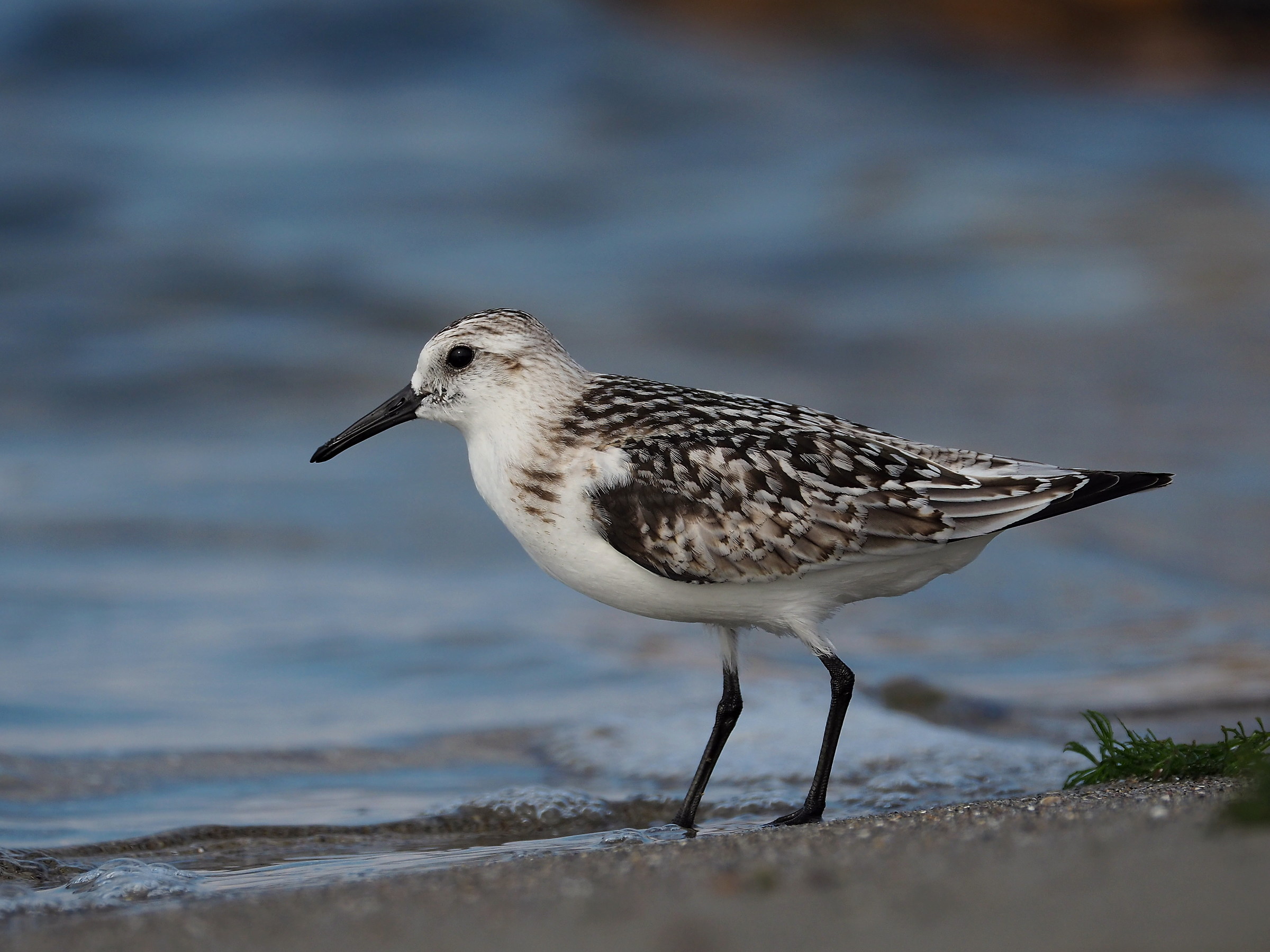 Piovanello tridattilo