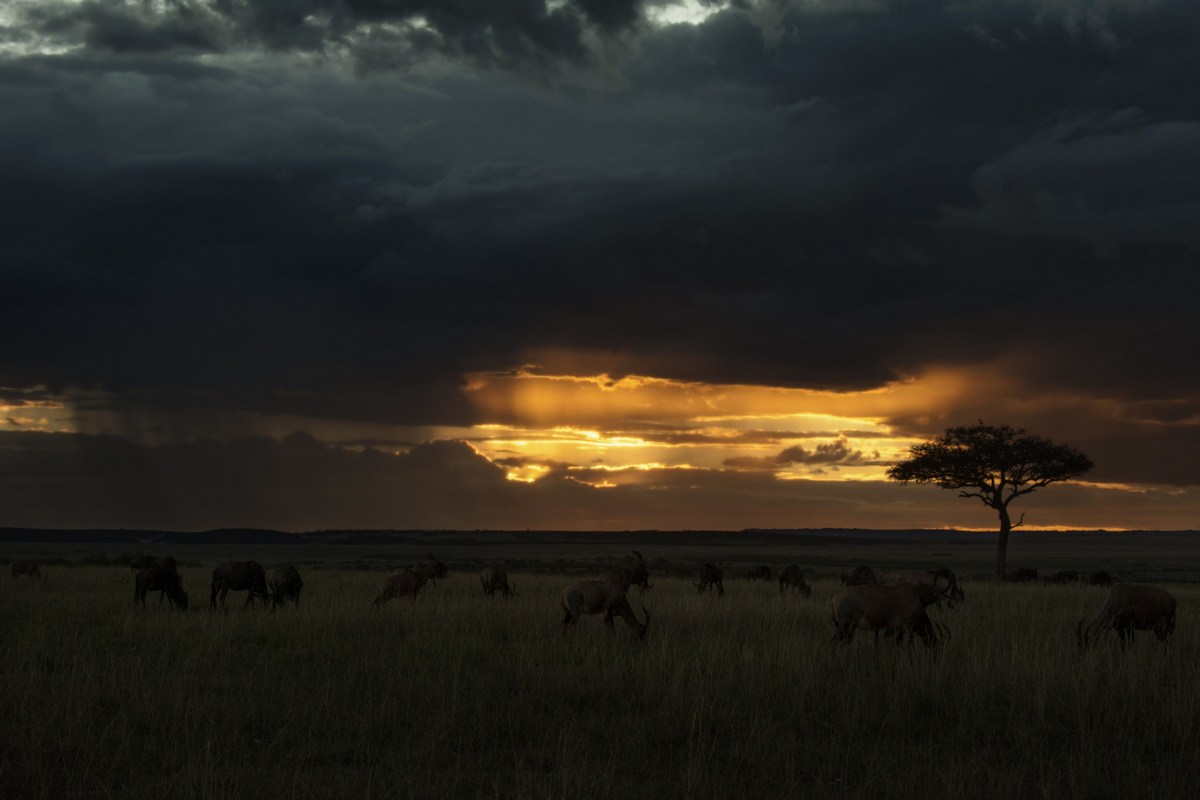 Masai Mara