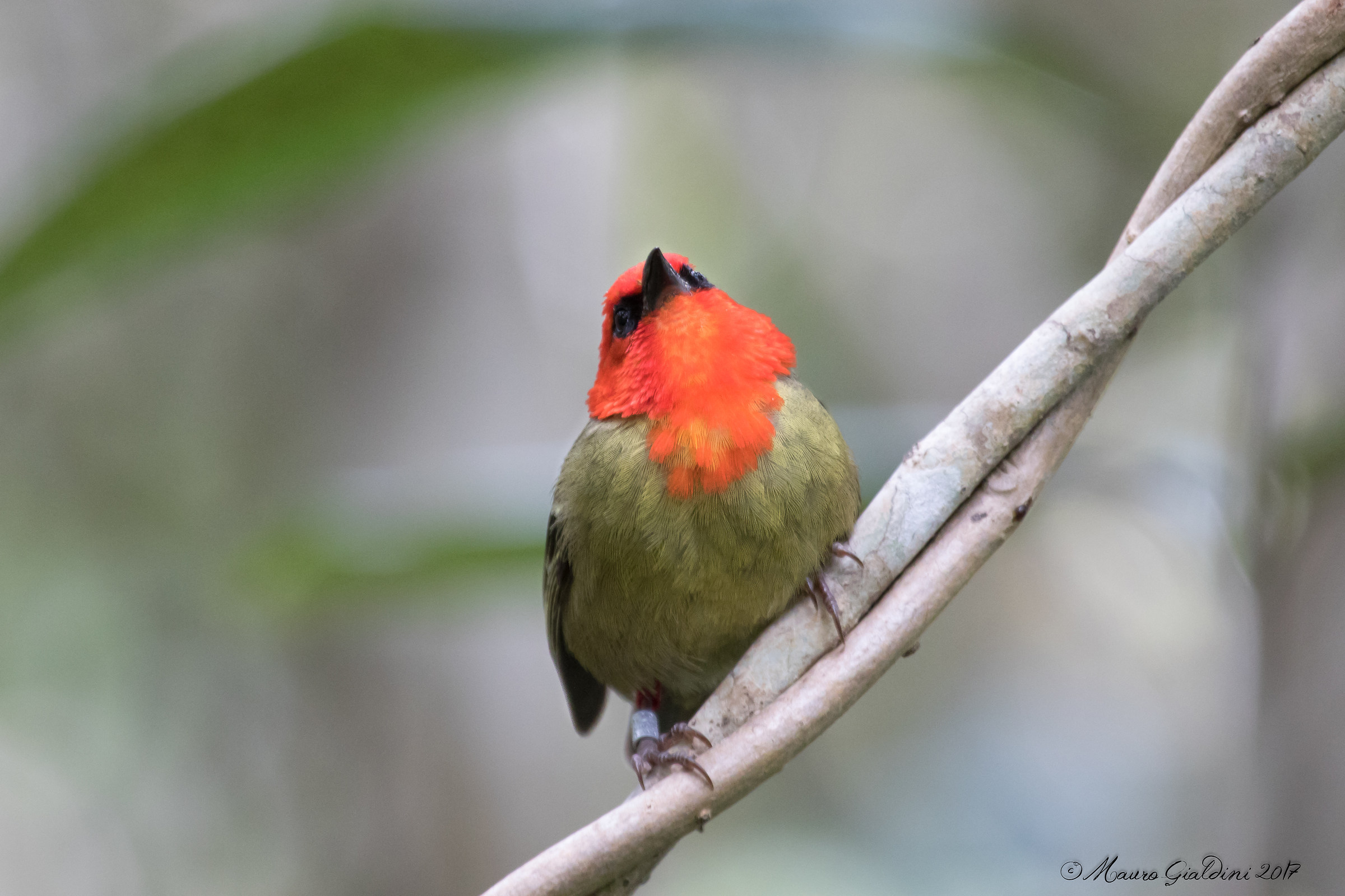Fody di Mauritius maschio (Foudia rubra)