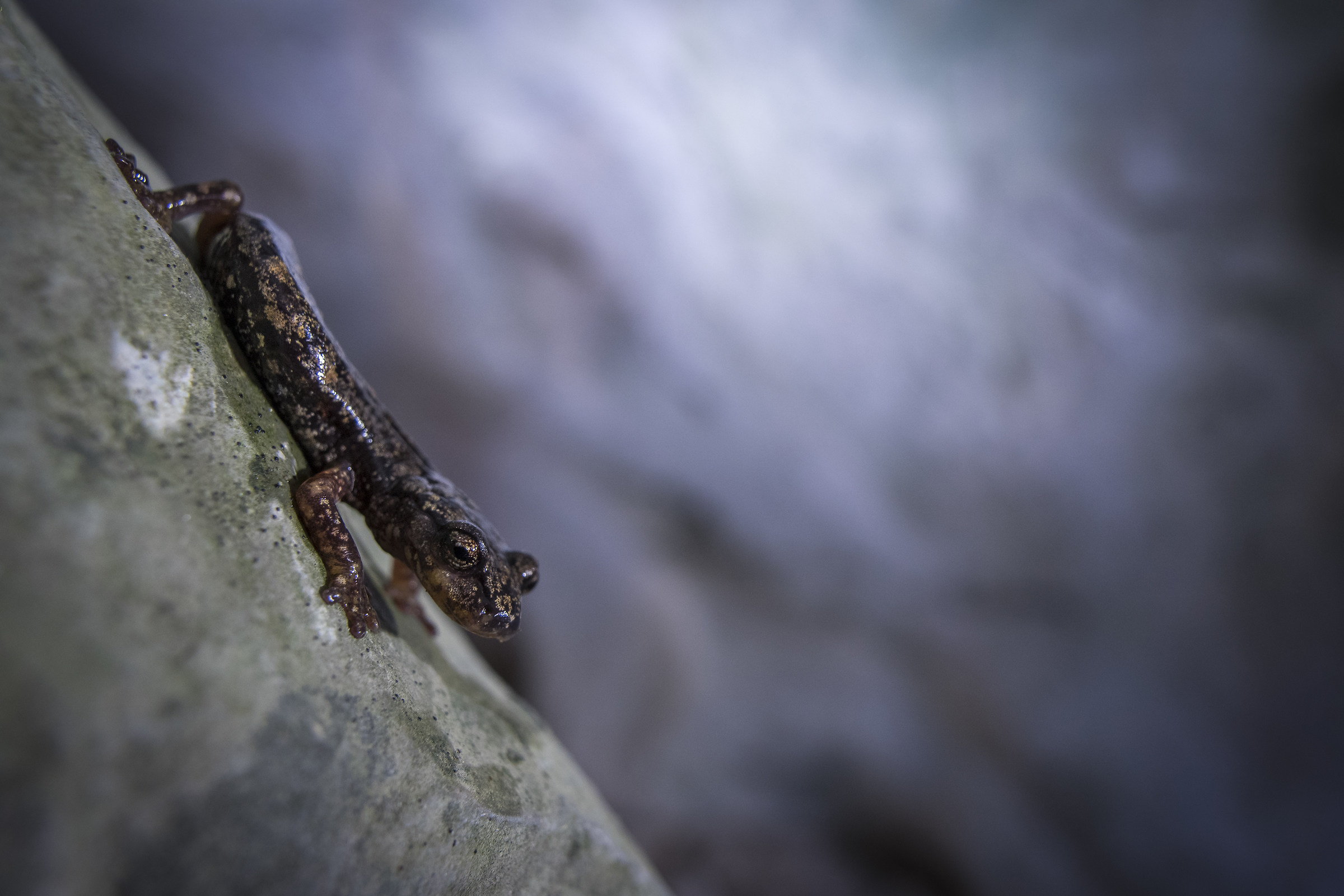 Geotriton of Strinati