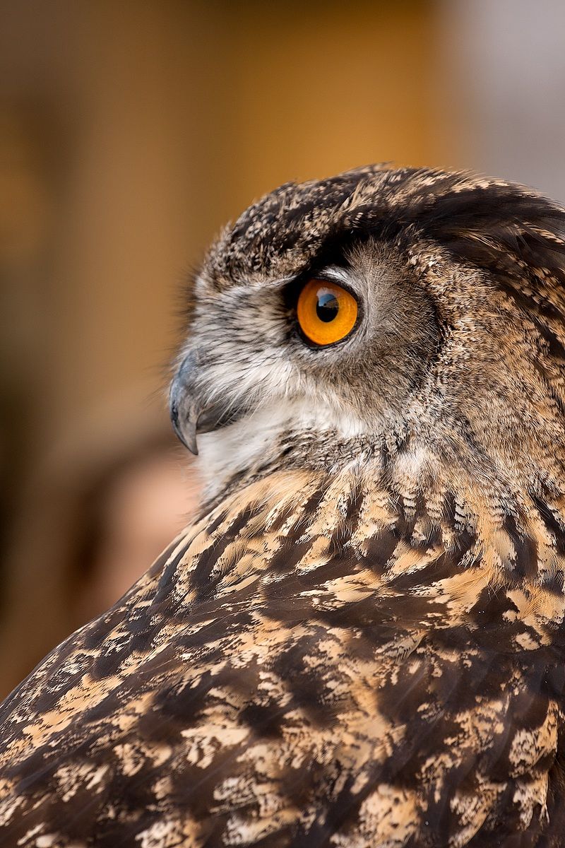 Eagle Owl