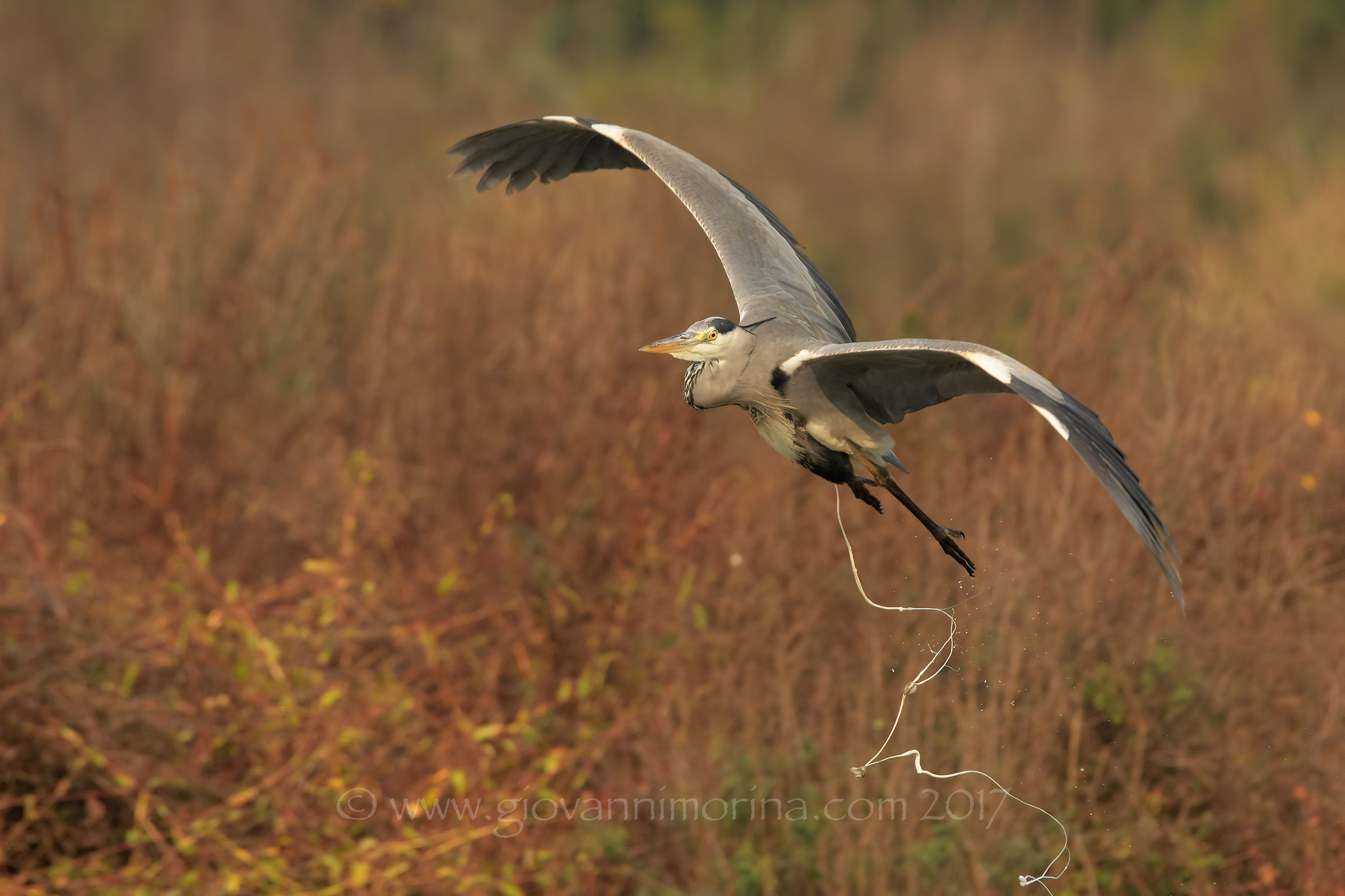 L'atto grosso del cenerino