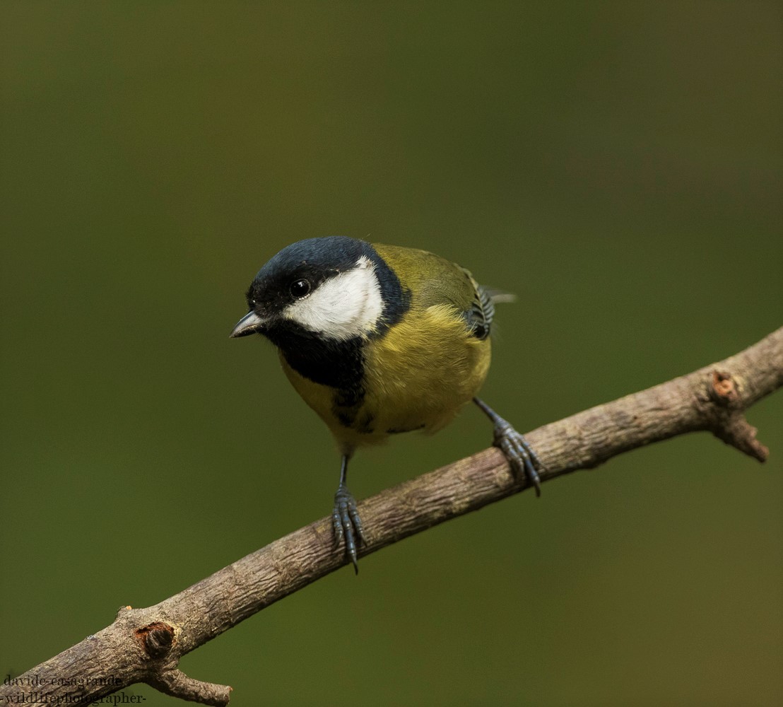 Great Tit