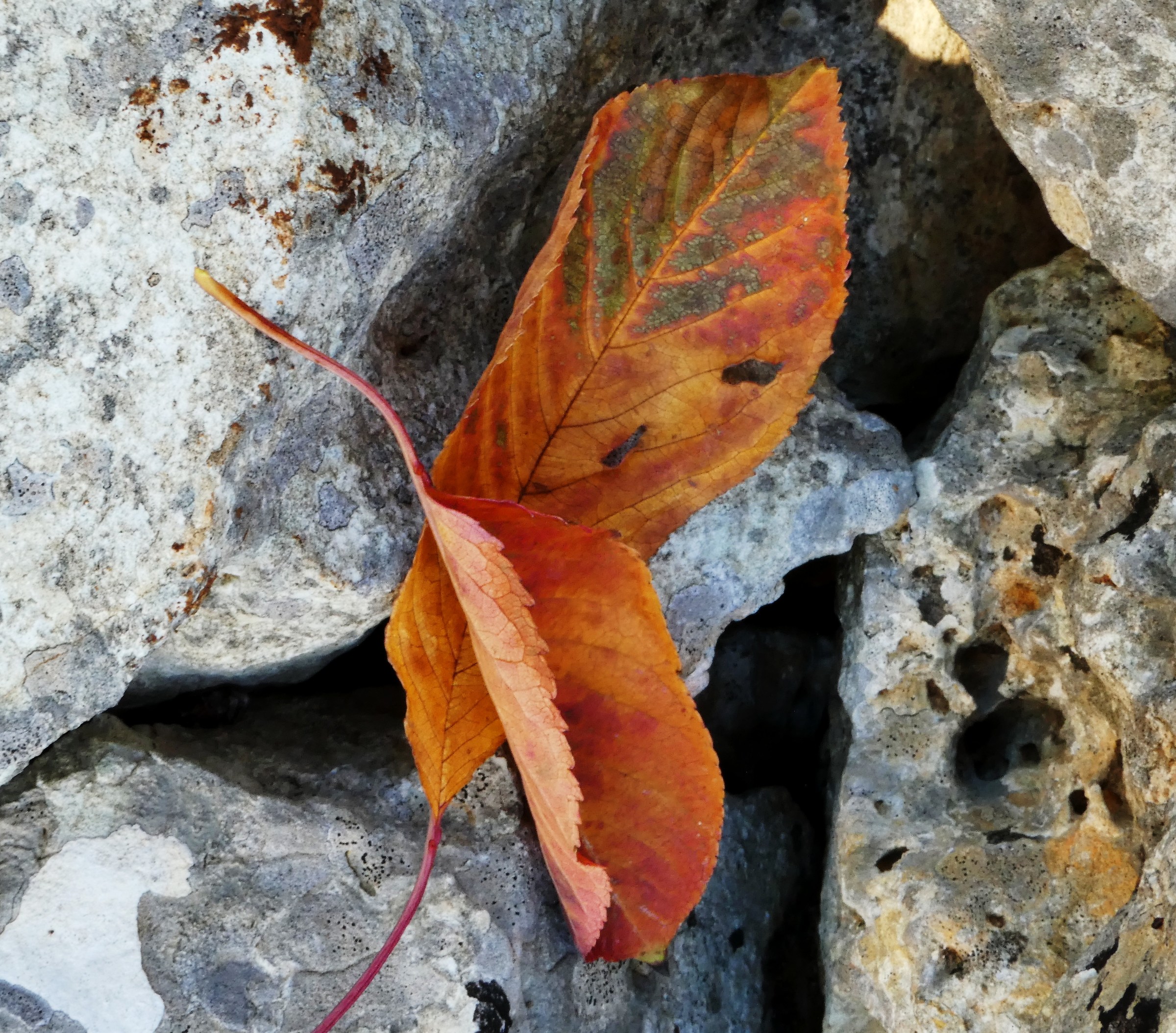 L'autunno in Puglia.tra ciliegi e muretti