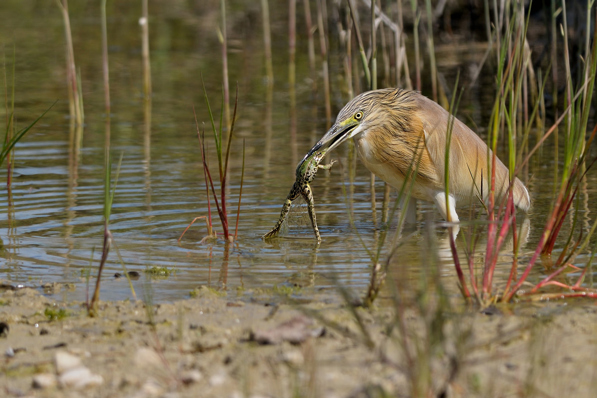 Sgarza ciuffetto ( Ardeola ralloide )