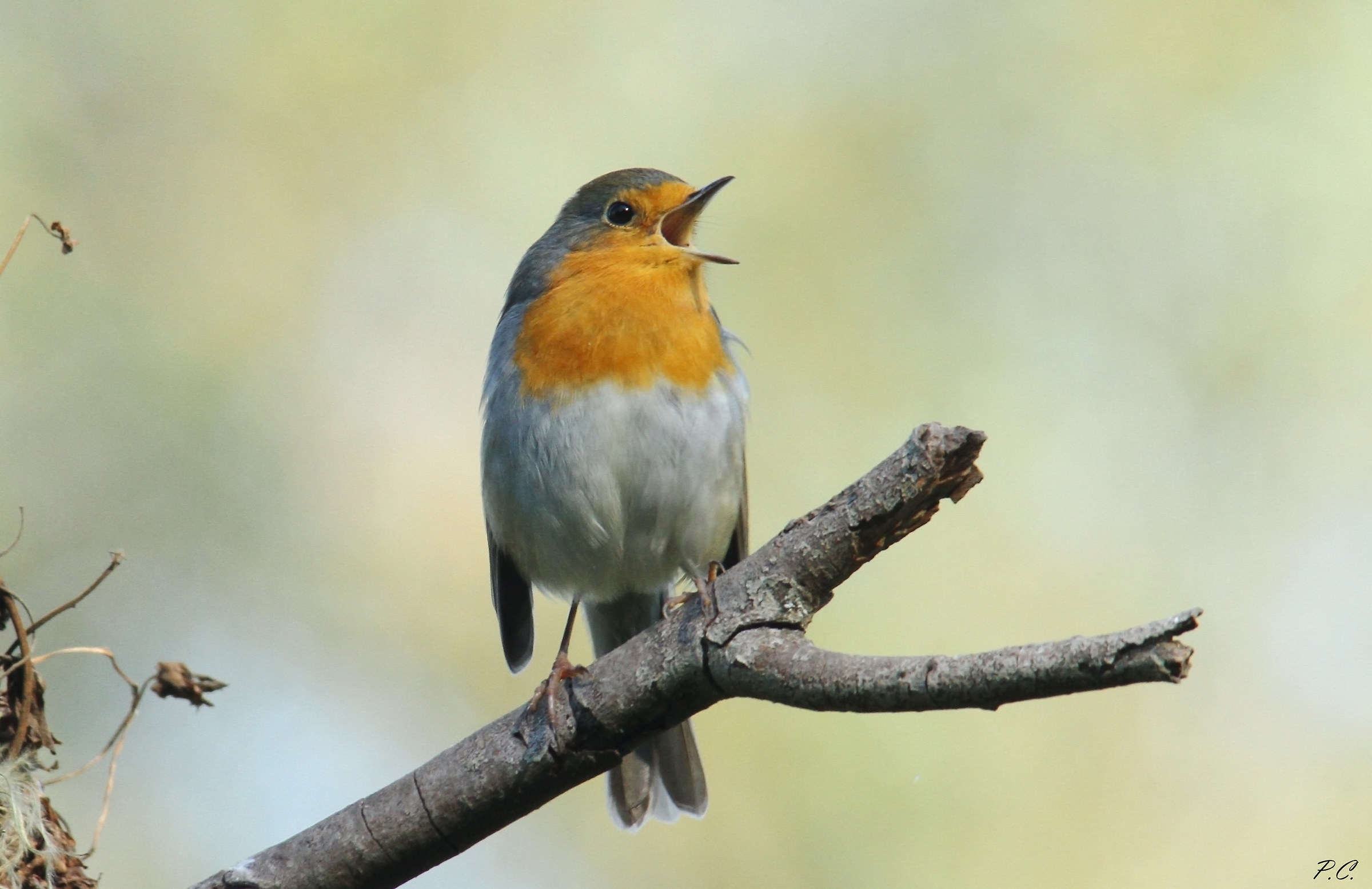 and the song begins again