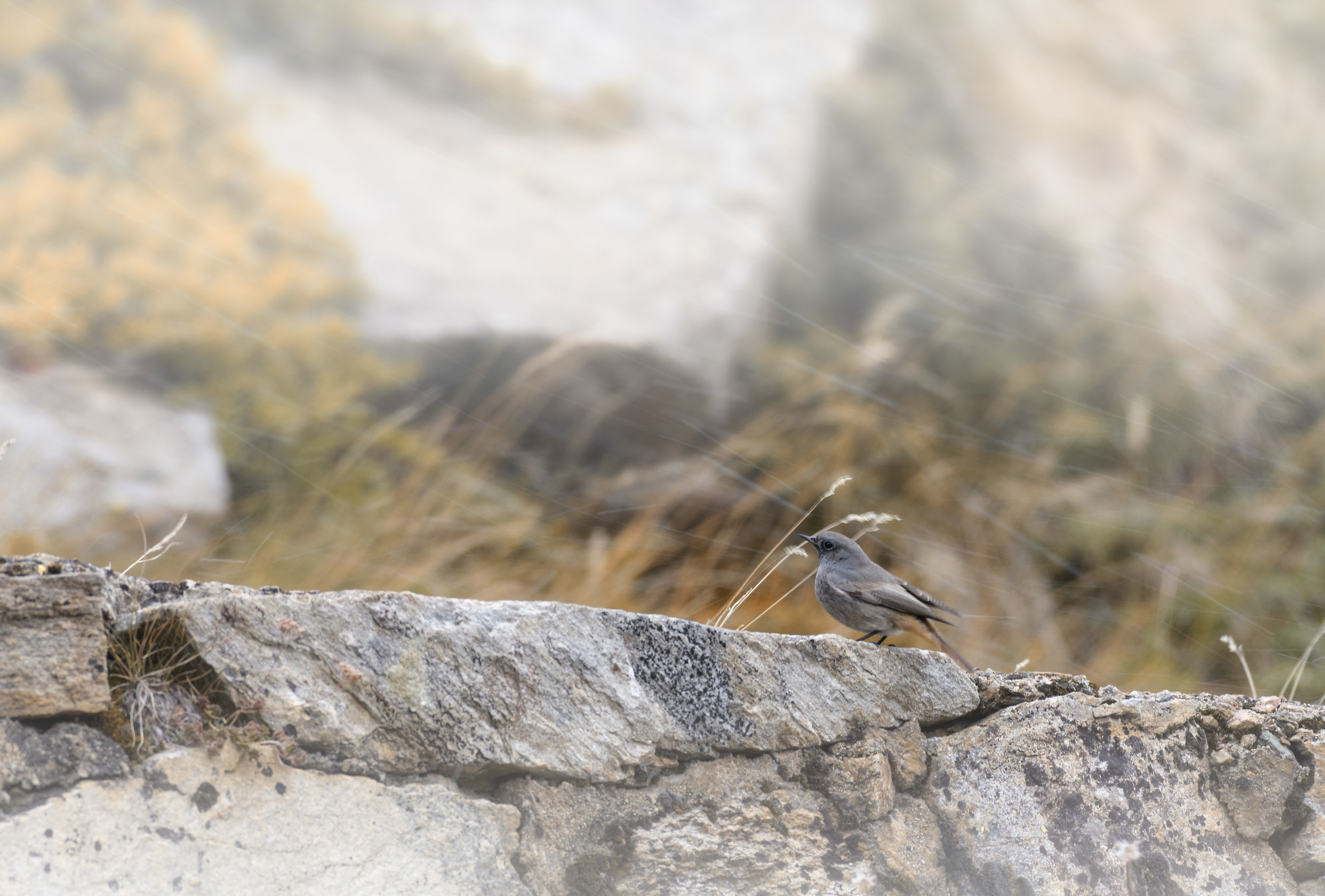Codirosso Spazzacamino nella prima neve autunnale