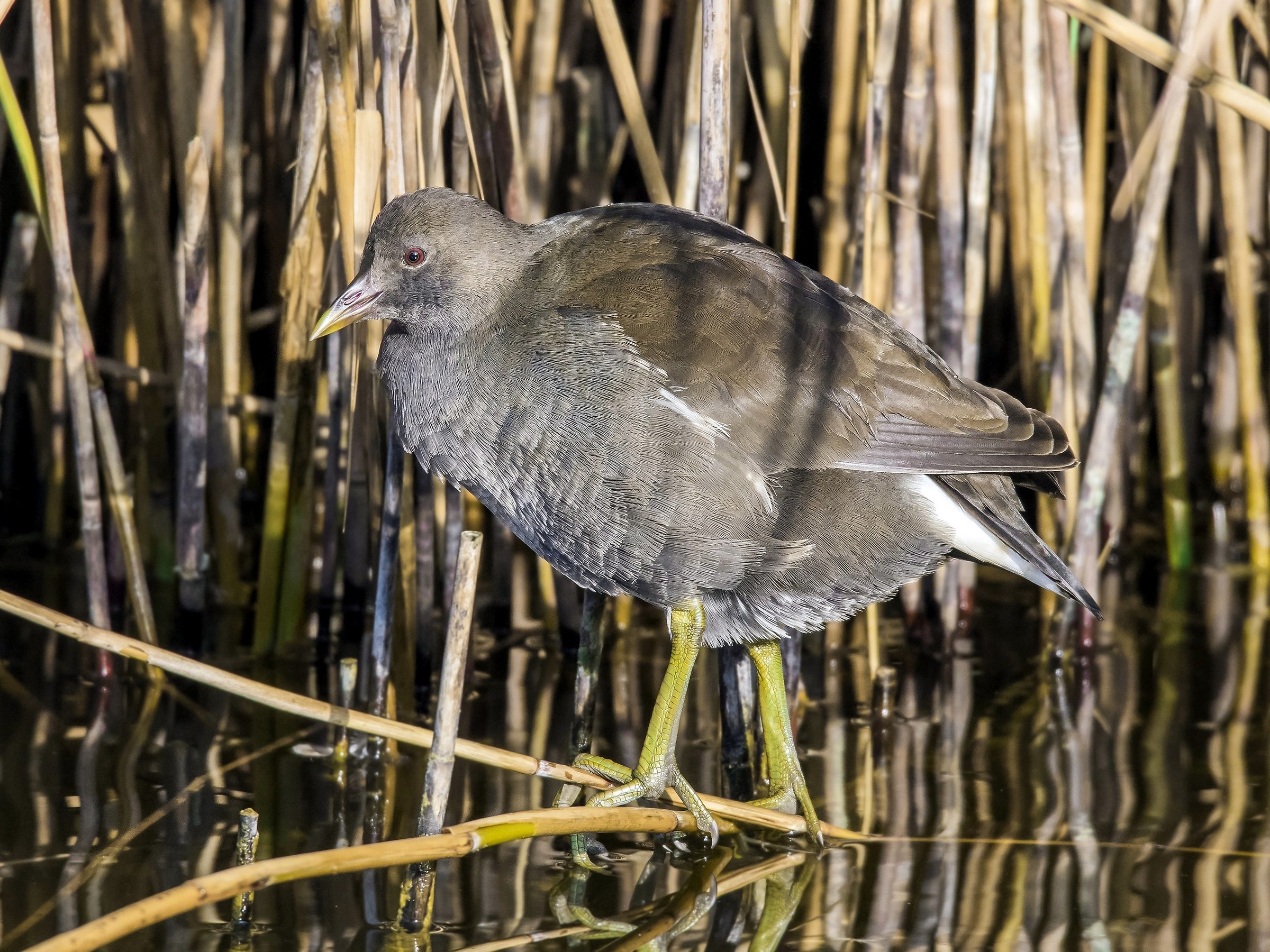 "Hidden Water Gallinelle"