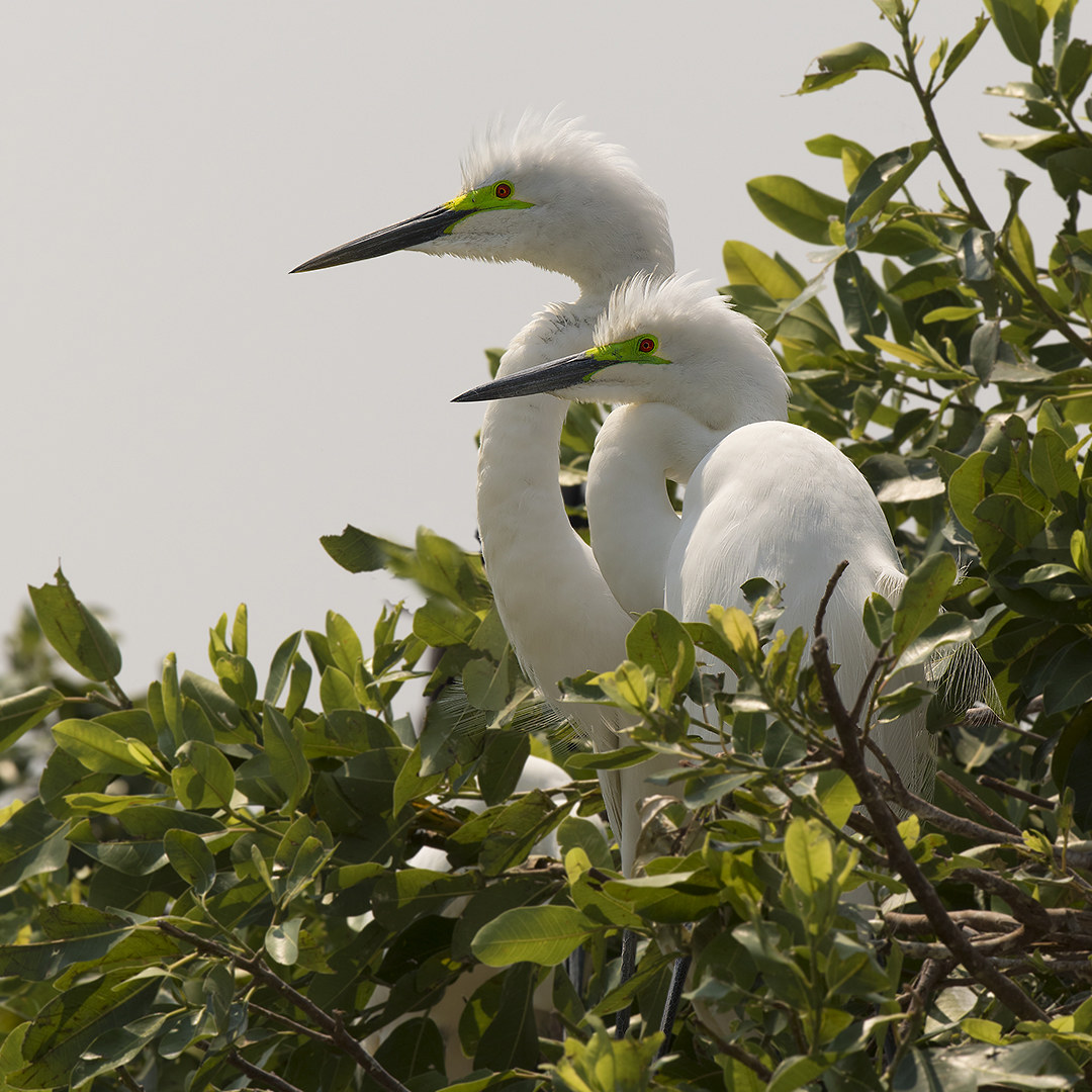 Great egret (Casmerodius albus)