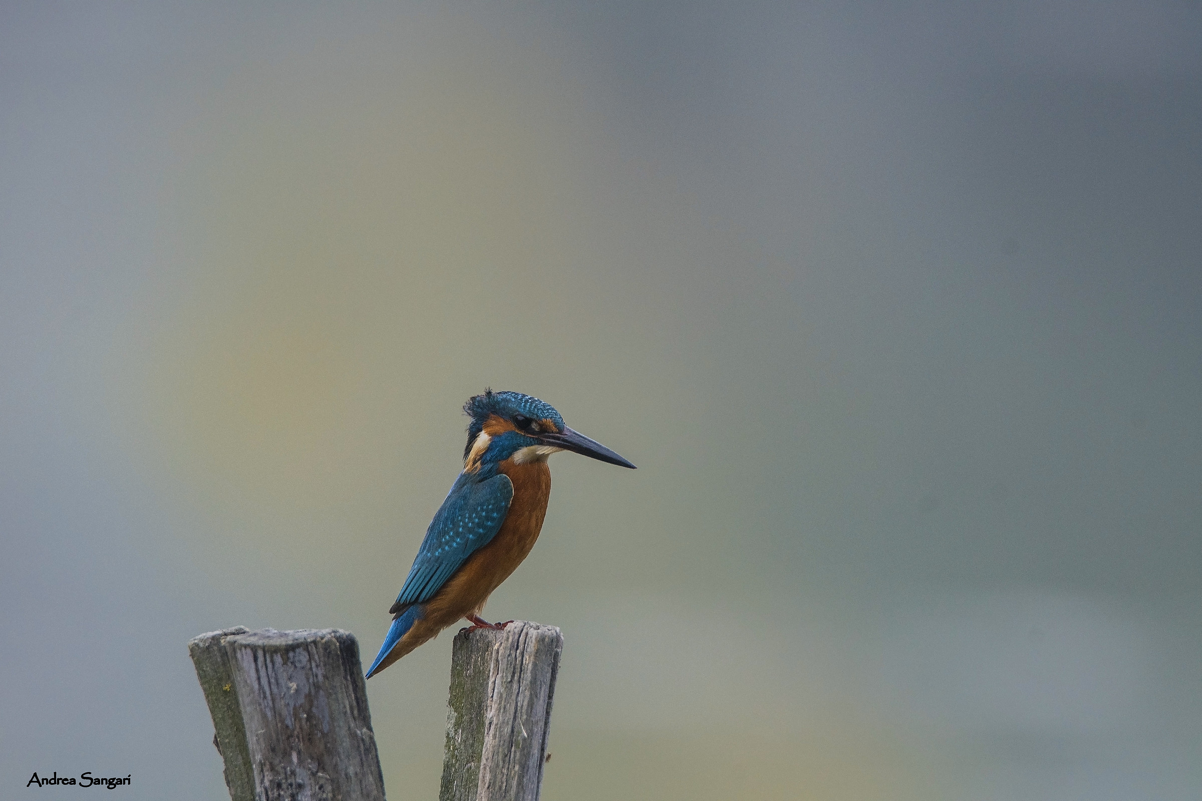 Martin pescatore spettinato