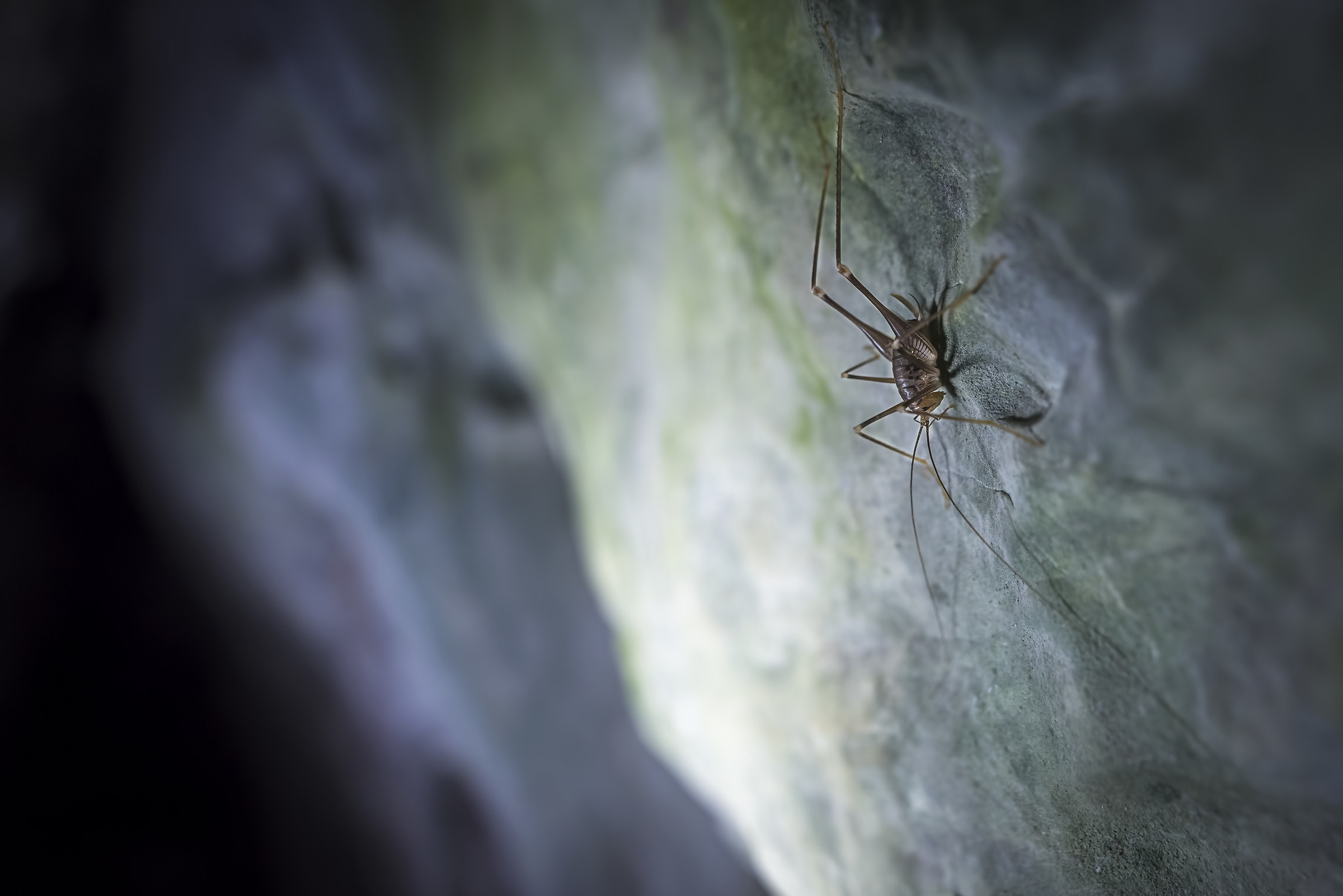 Dolichopoda Ligustica