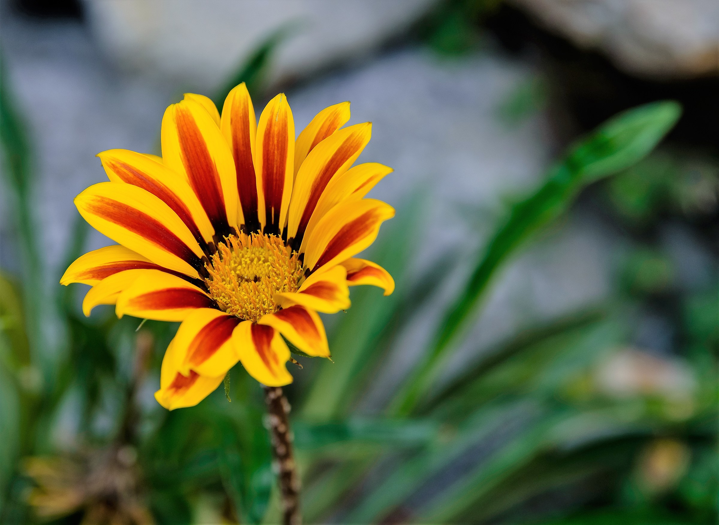 Gazania rigens