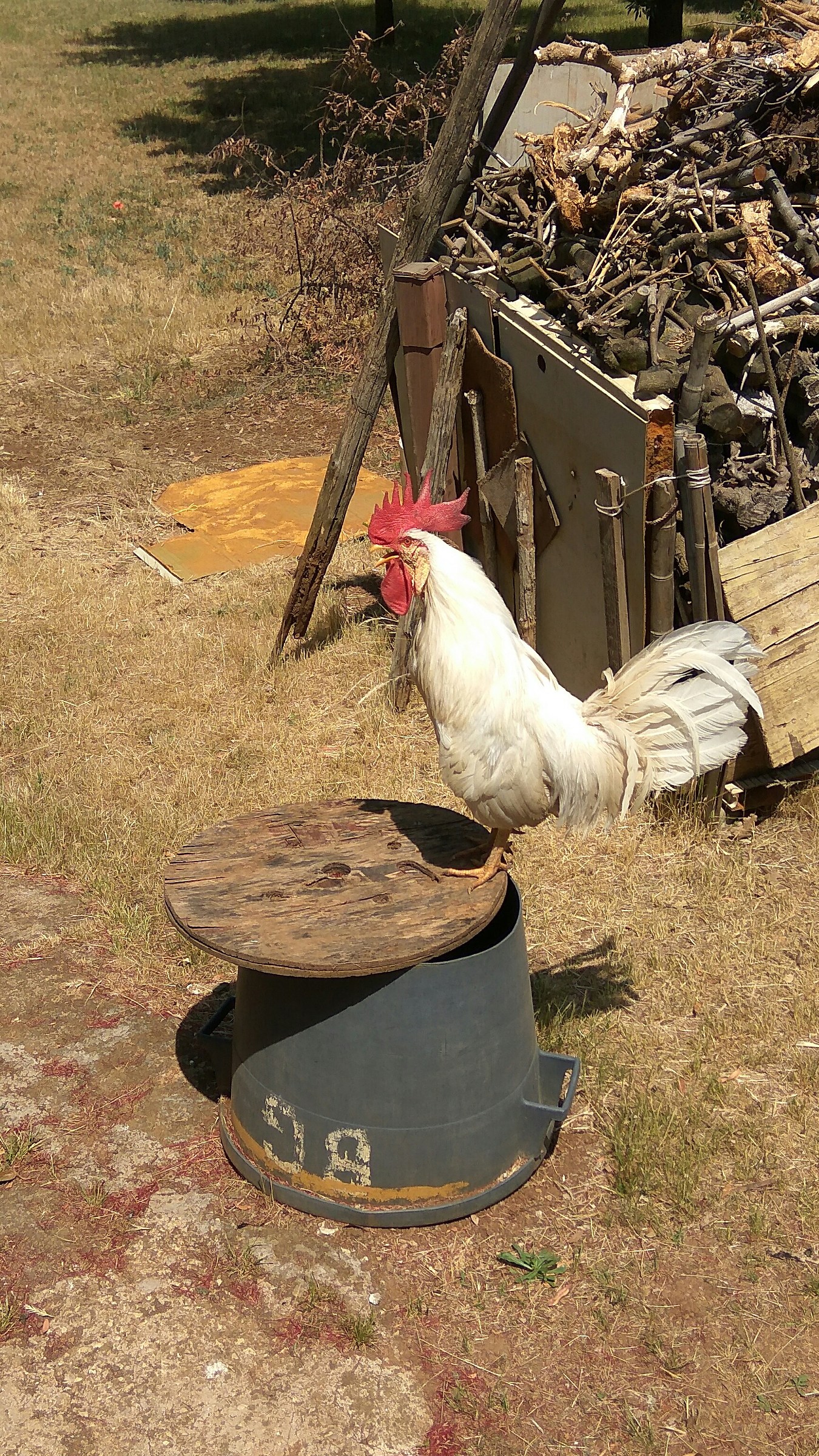 Rooster on the pulpit