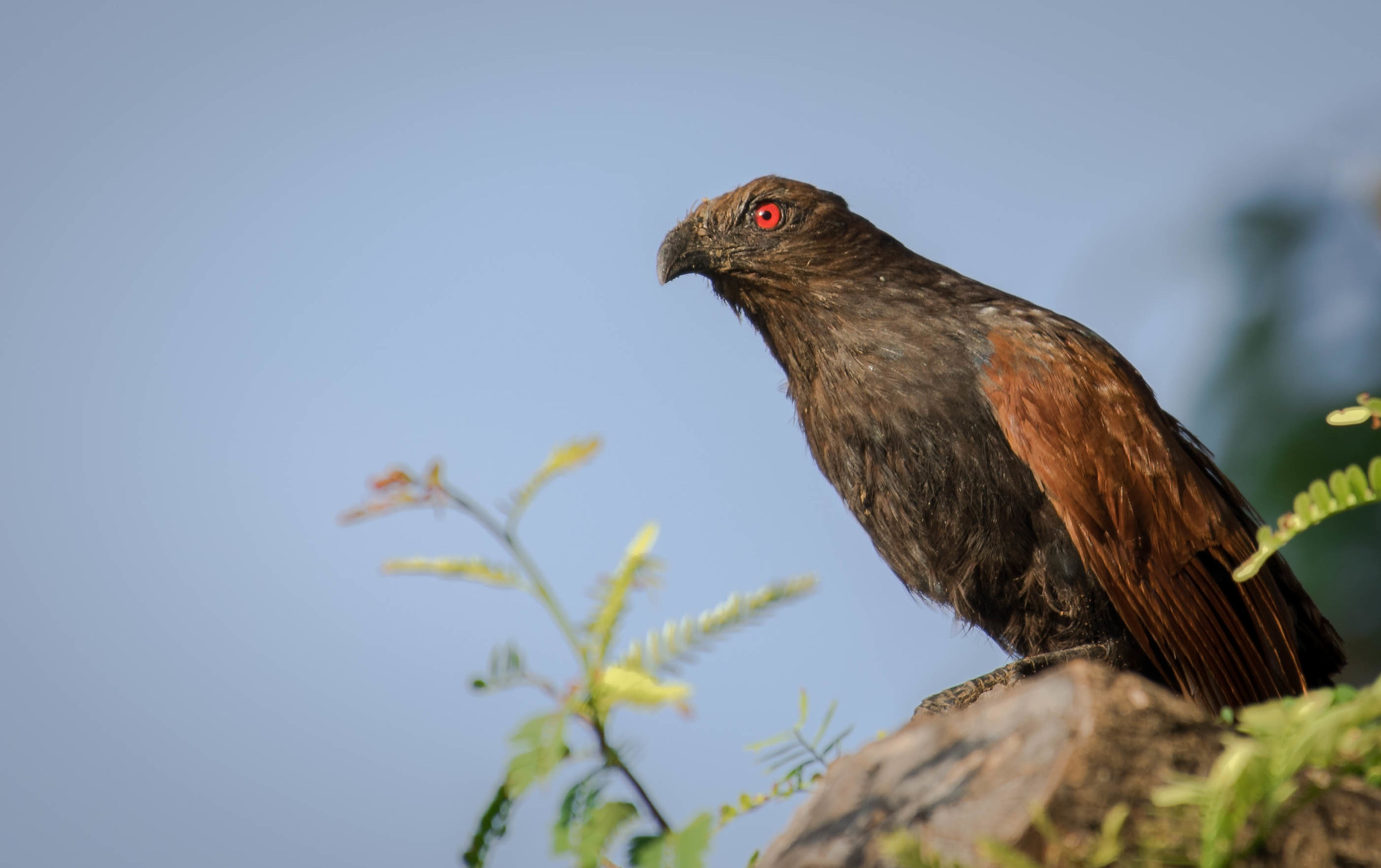 Greater Coucal