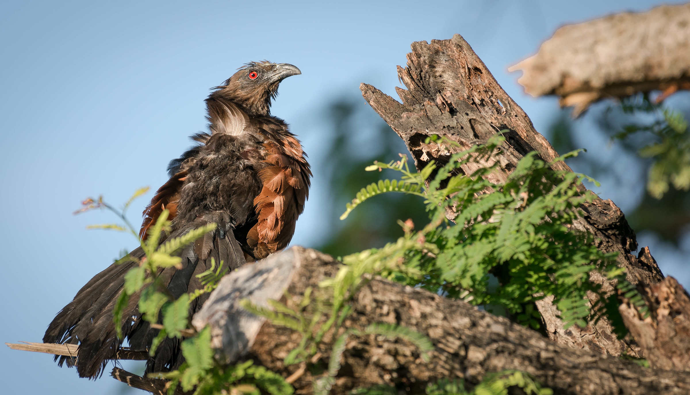 Greater Coucal