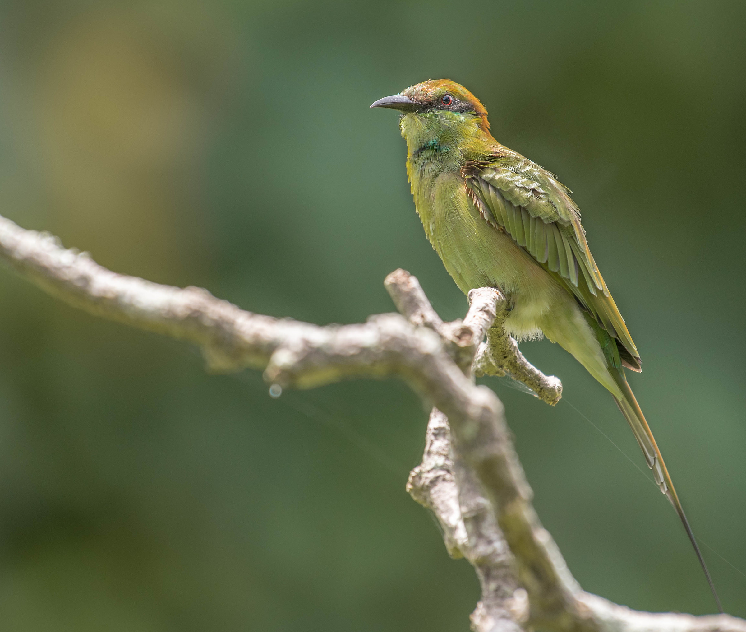 Green bee eater