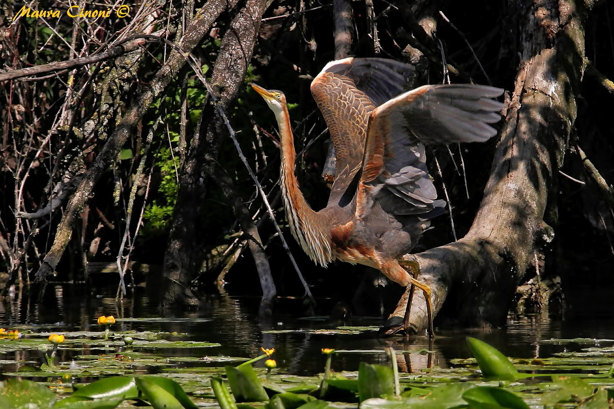 Red Heron