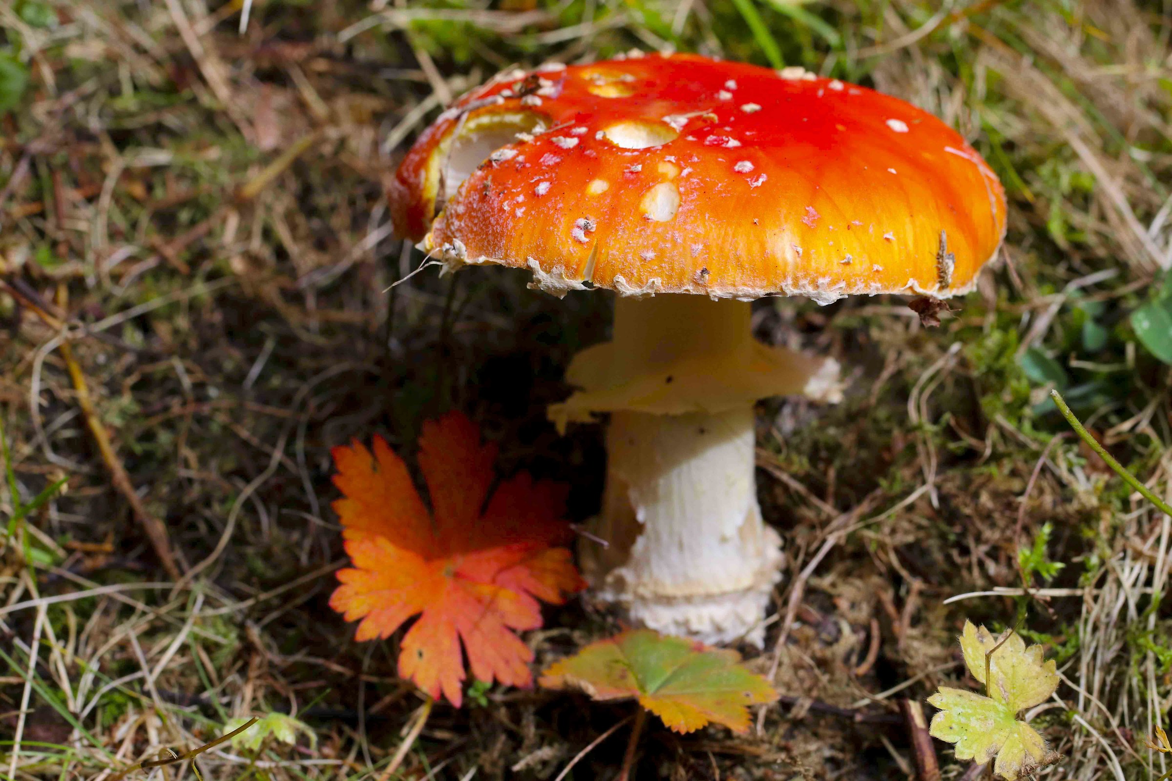 Amanita muscaria