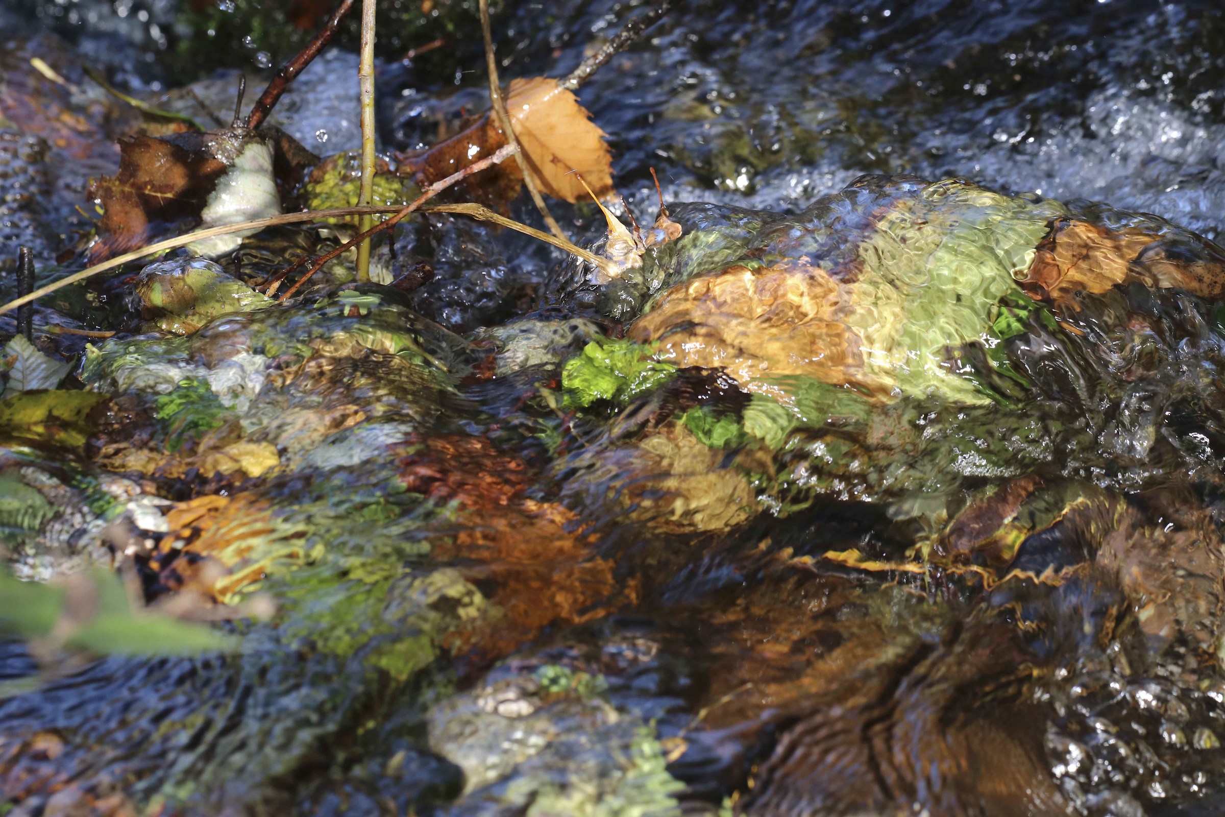 Riflessi autunnali di un ruscello