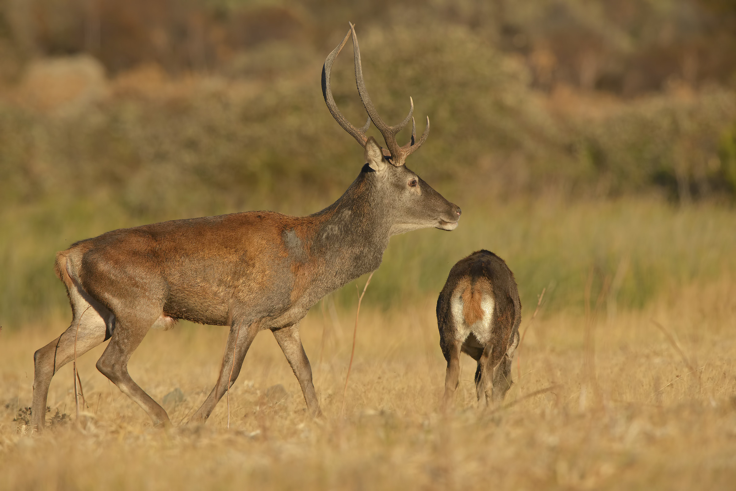 cervi sardi al tramonto