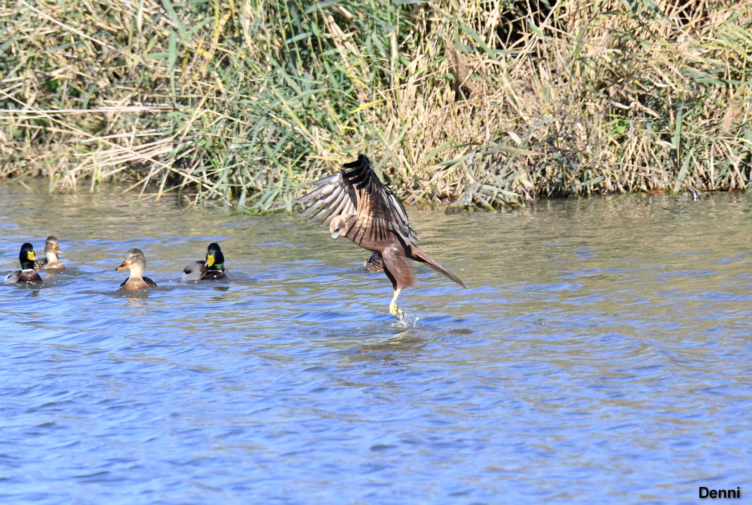 but successful control