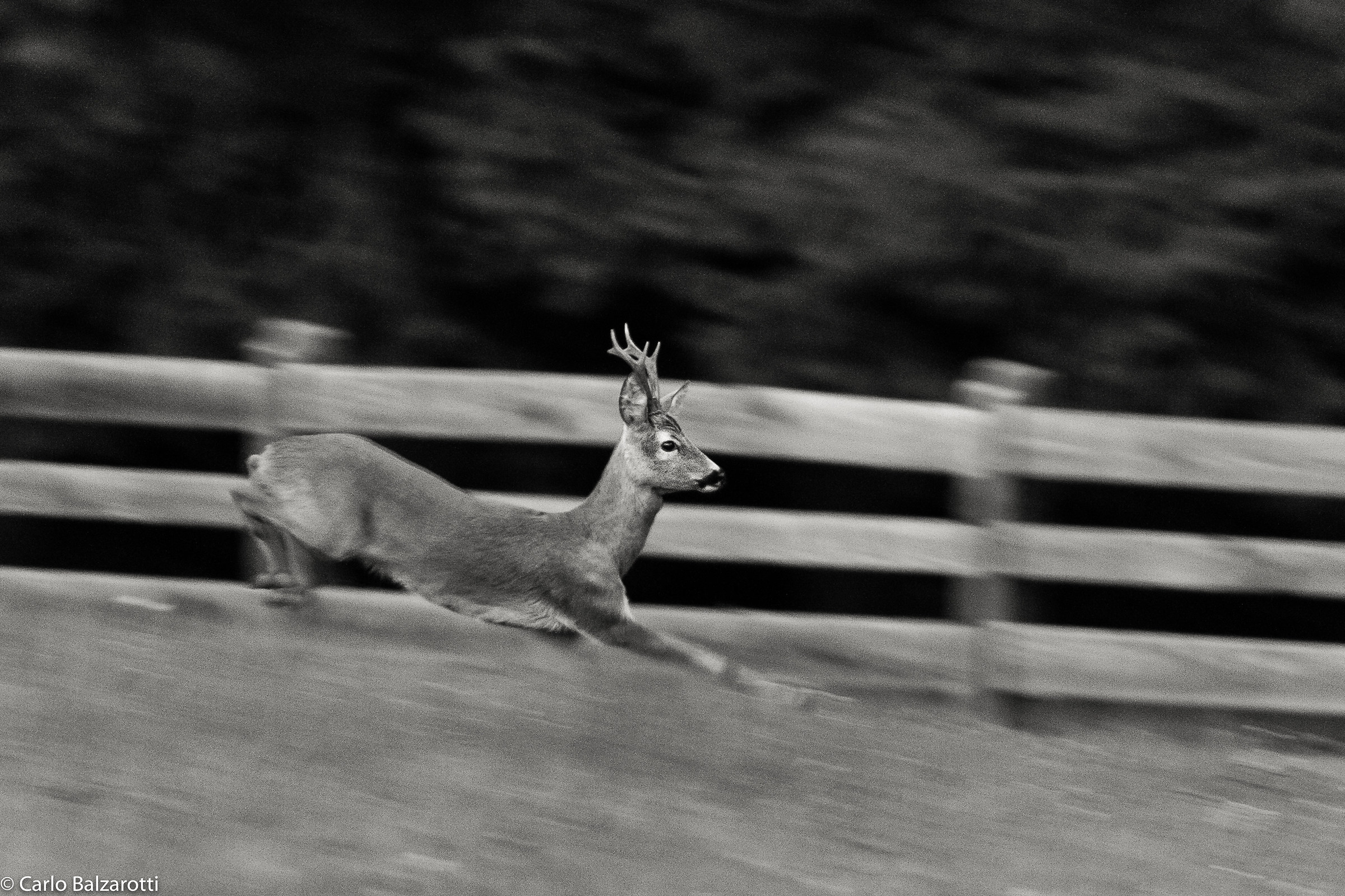 Capriolo in panning
