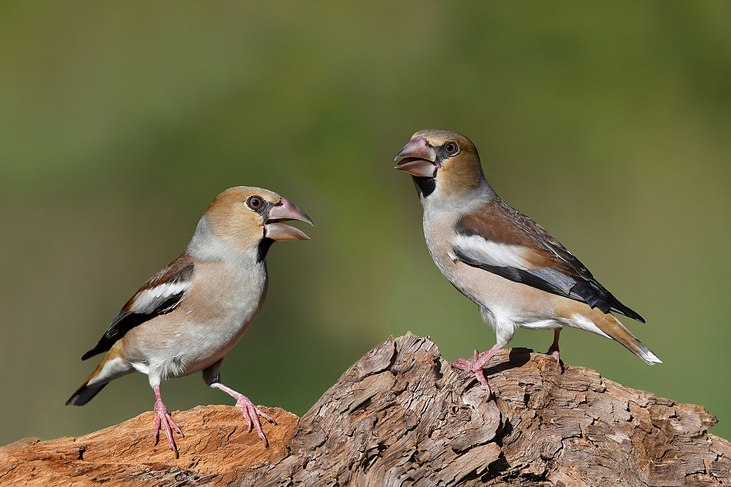 Feather Stories (Frosone)