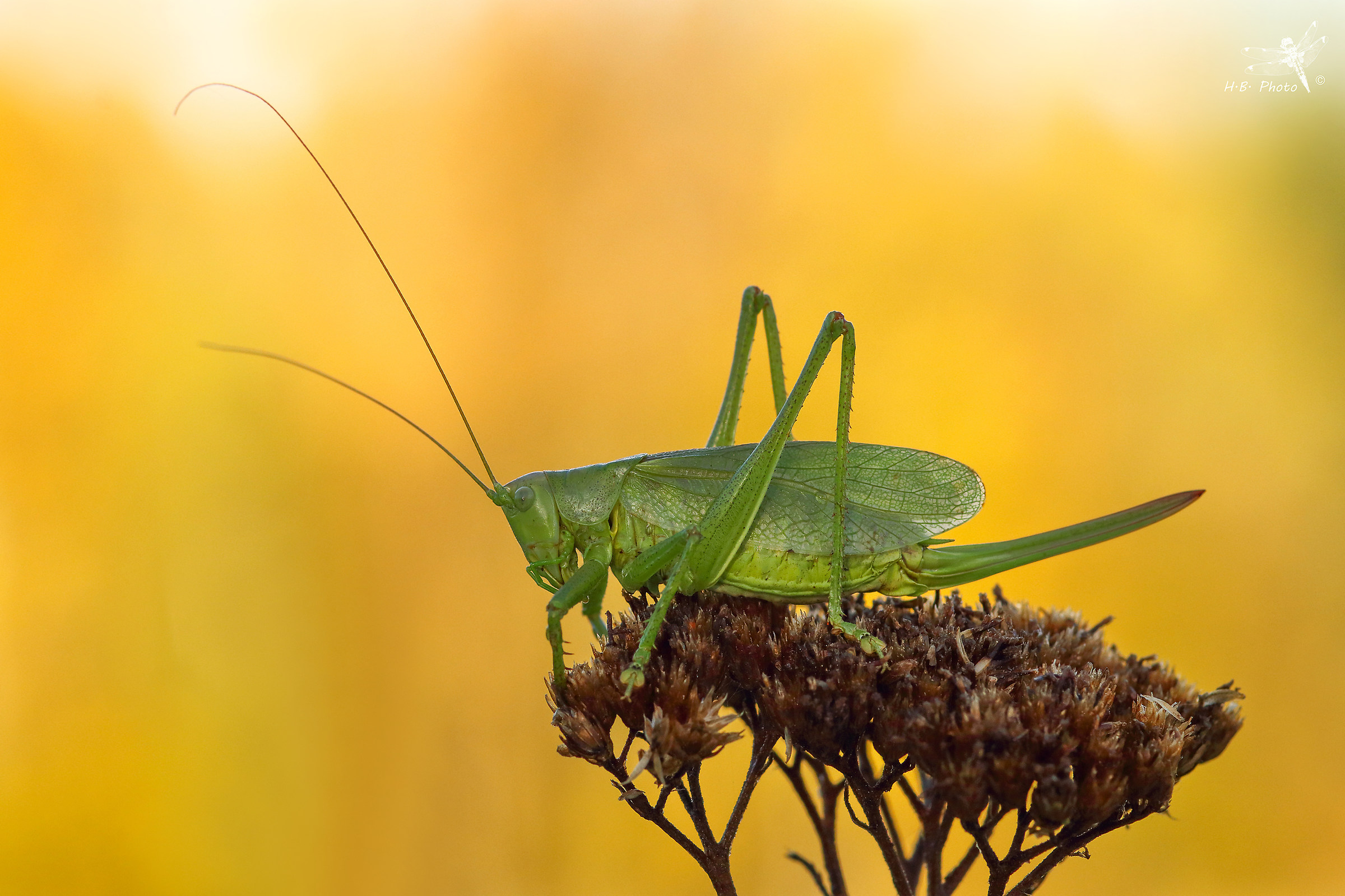 Tettigonia cantanti, femmine