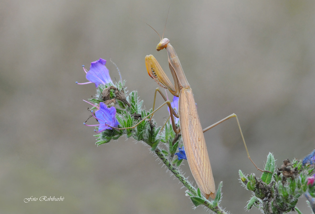 Mantis ... viper ...