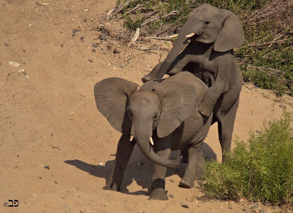 jokes .... elephants