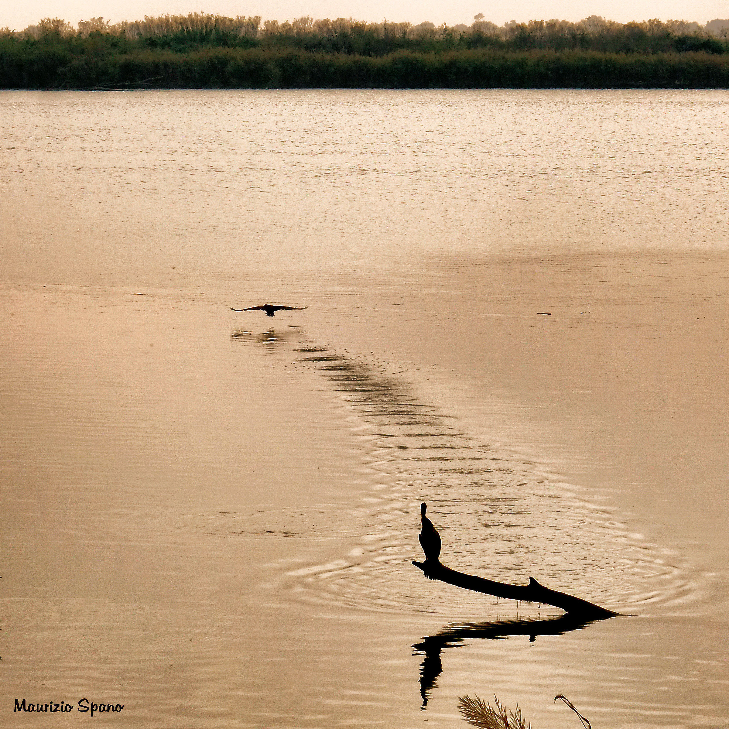 Faccio un piccolo volo e torno...