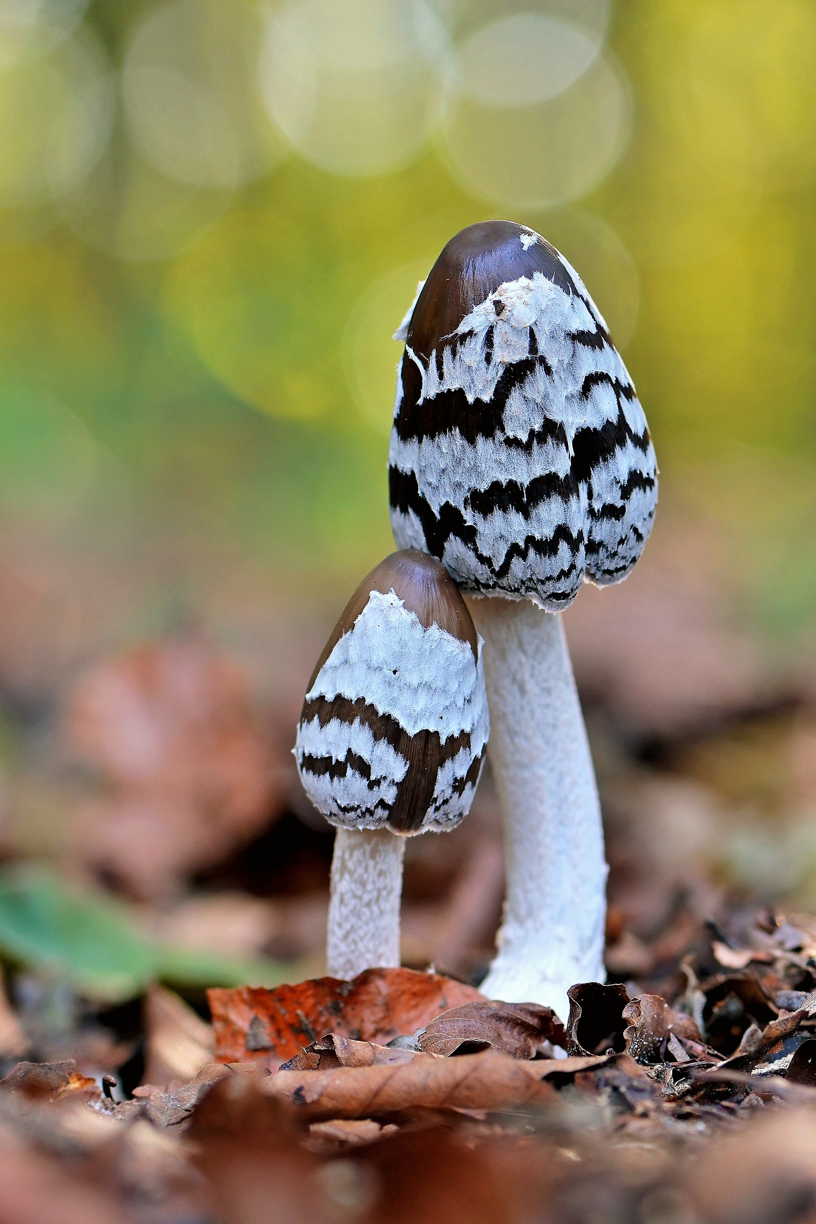 Coprinus picaceus