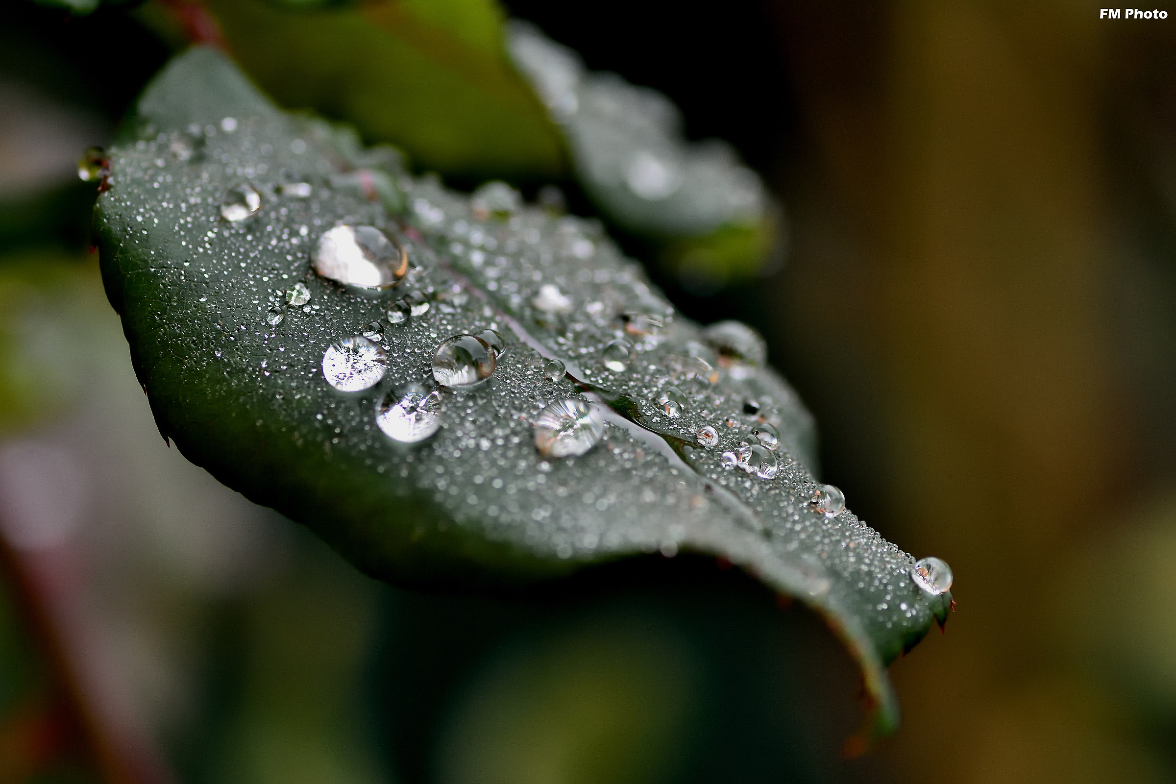 Dew drops