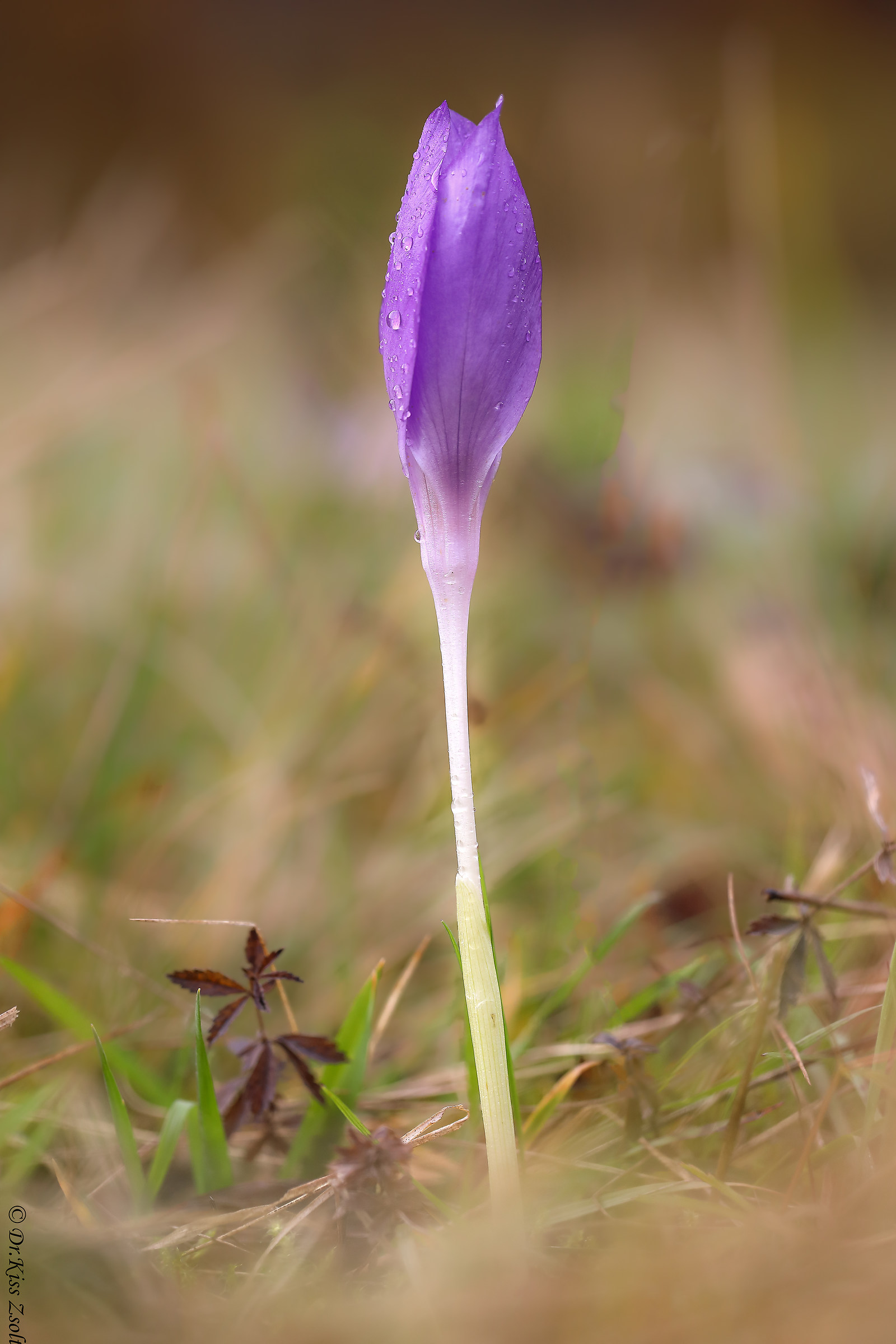 Crocus banaticus