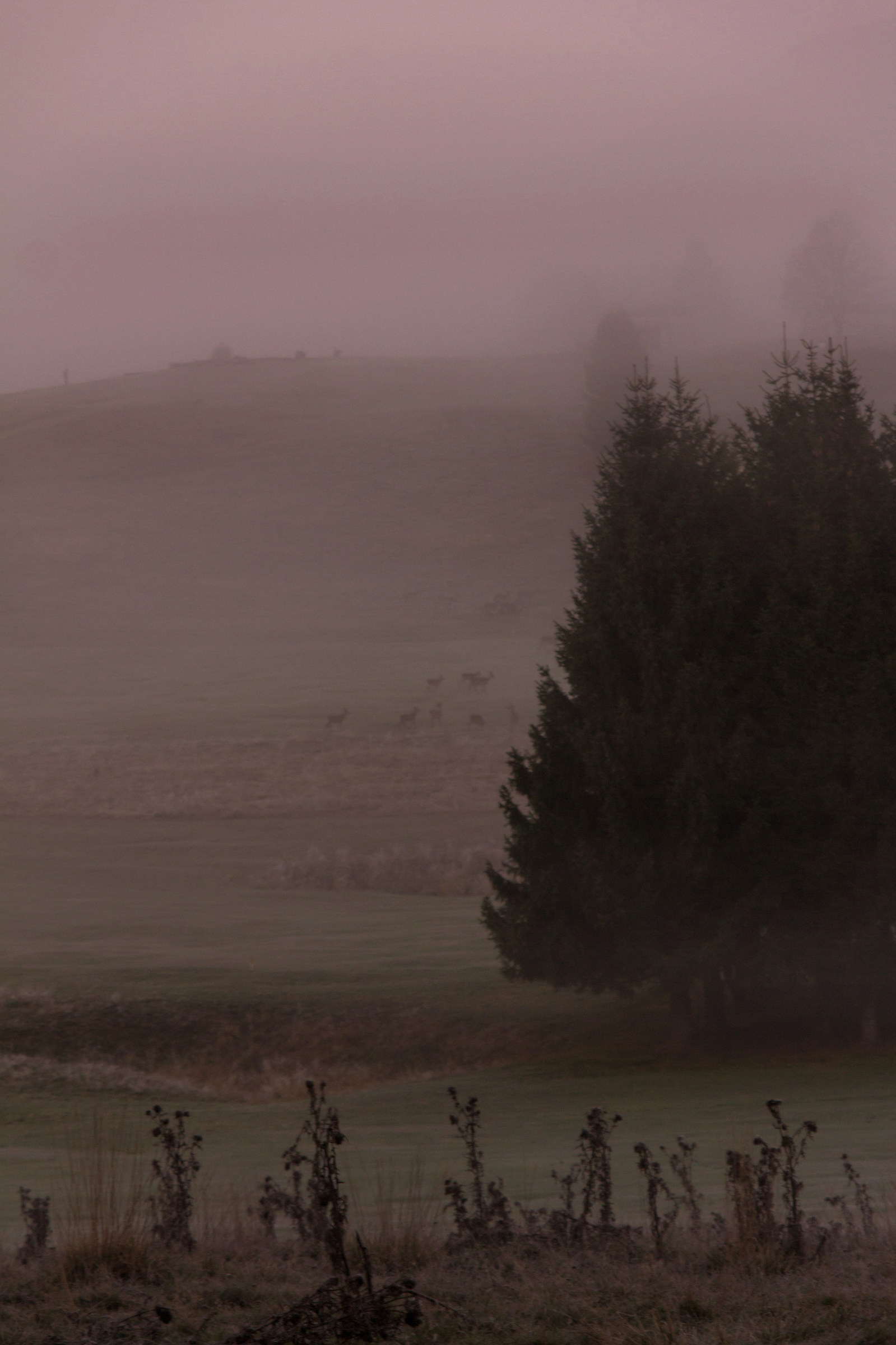 Piana del Cansiglio con cervi