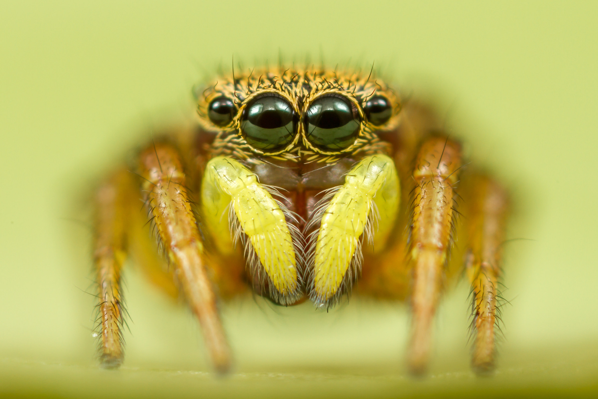 Heliophanus cupreus femmina