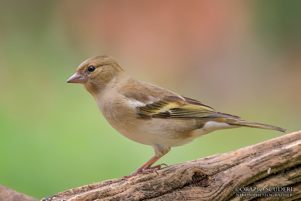 Fringilla coelebs