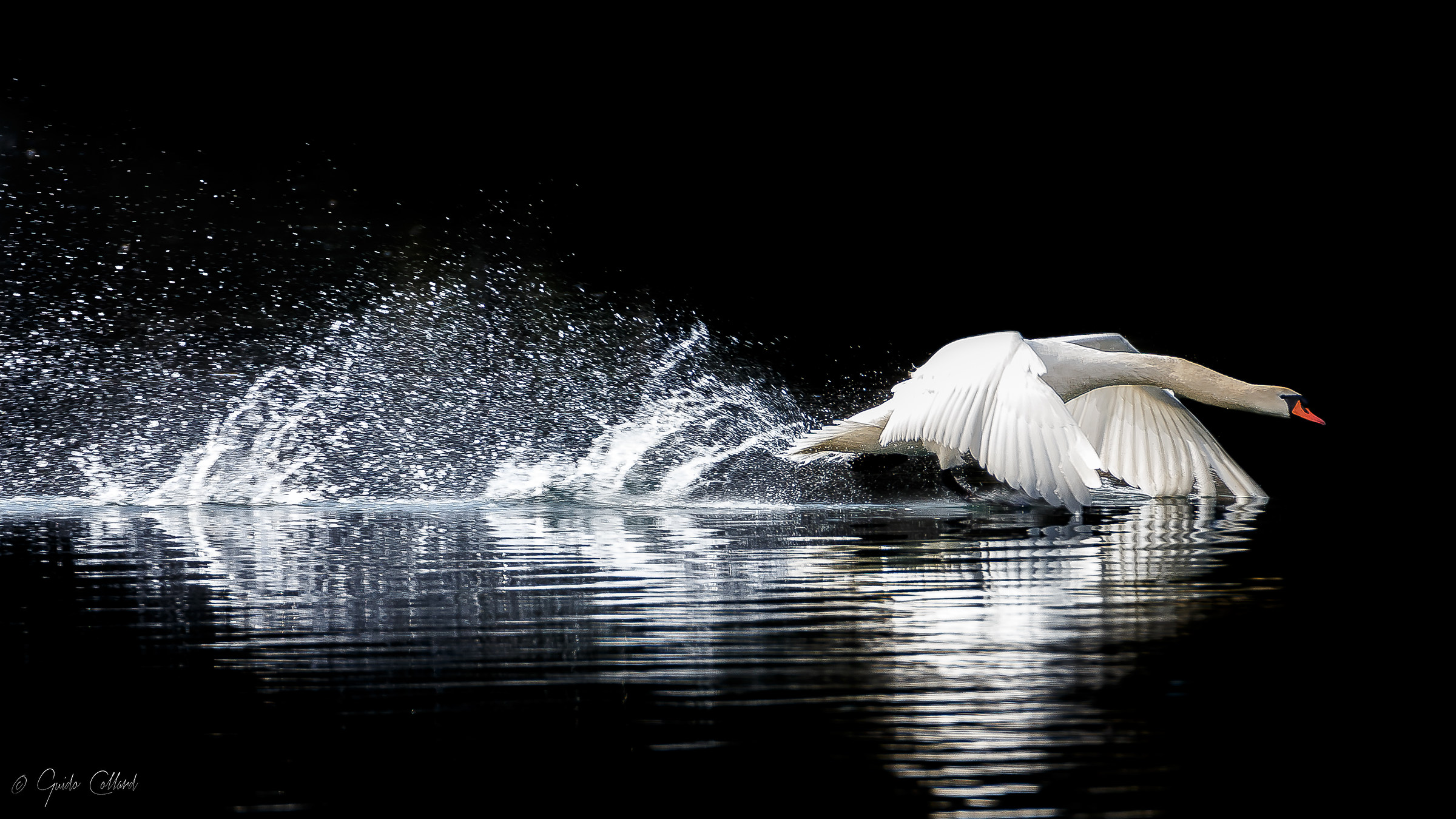 The swans of the swan
