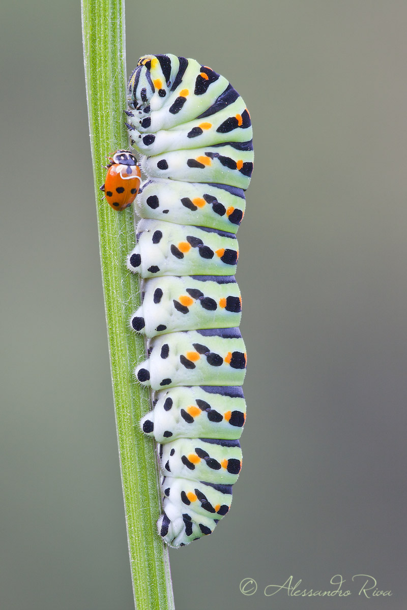 Macaone e la coccinella
