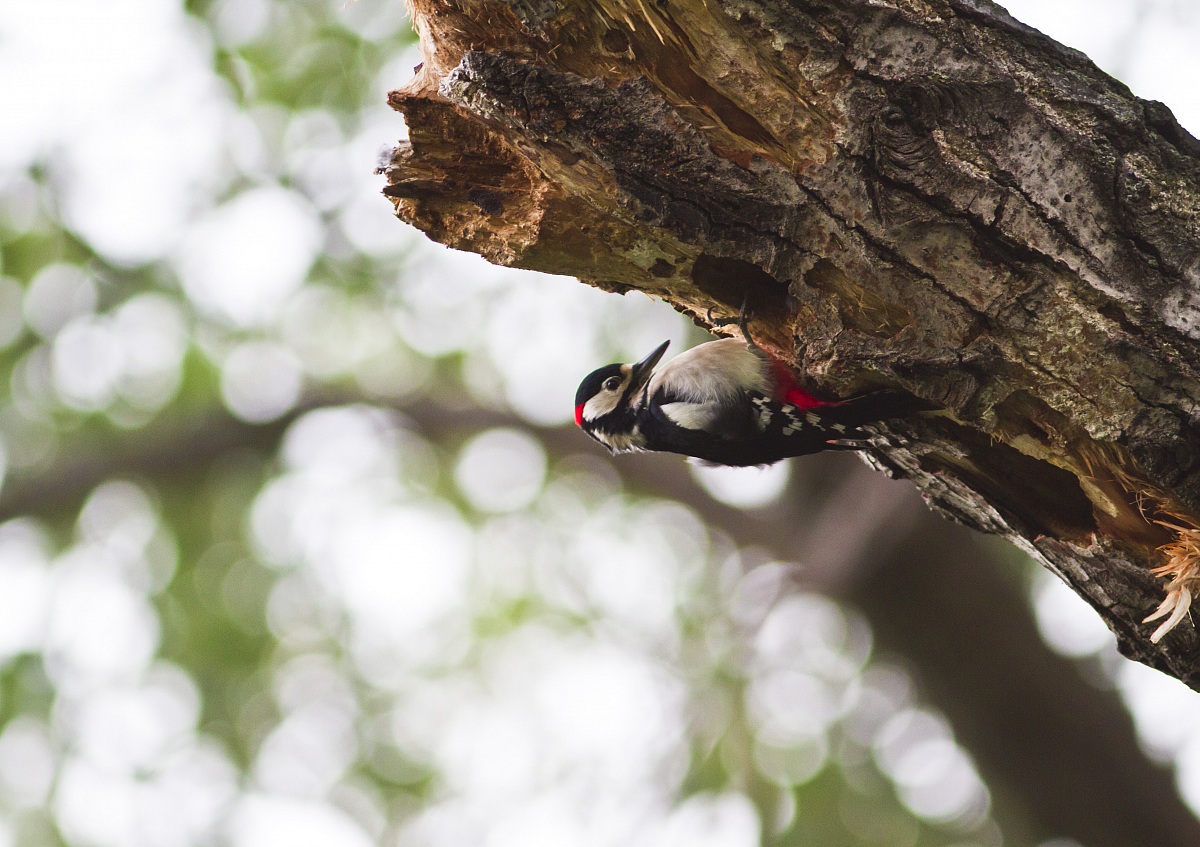 picchio rosso maggiore