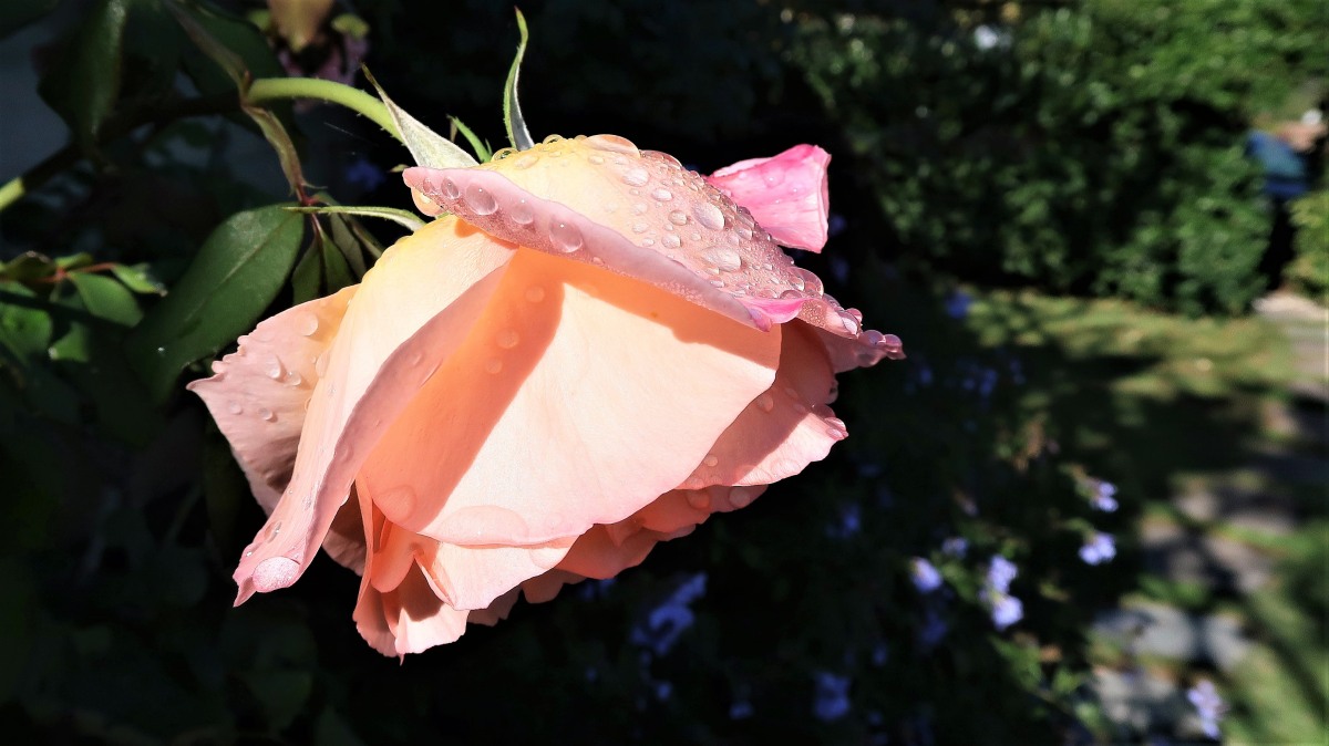 Autumn rose after rain