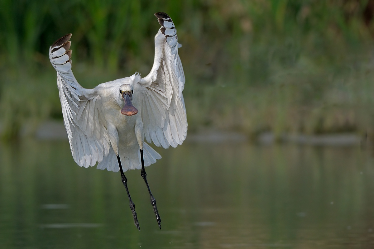 Spatula - (Platalea leucorodia)