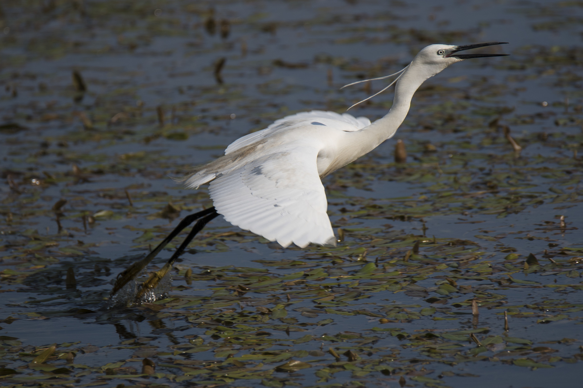 Volatili nella natura